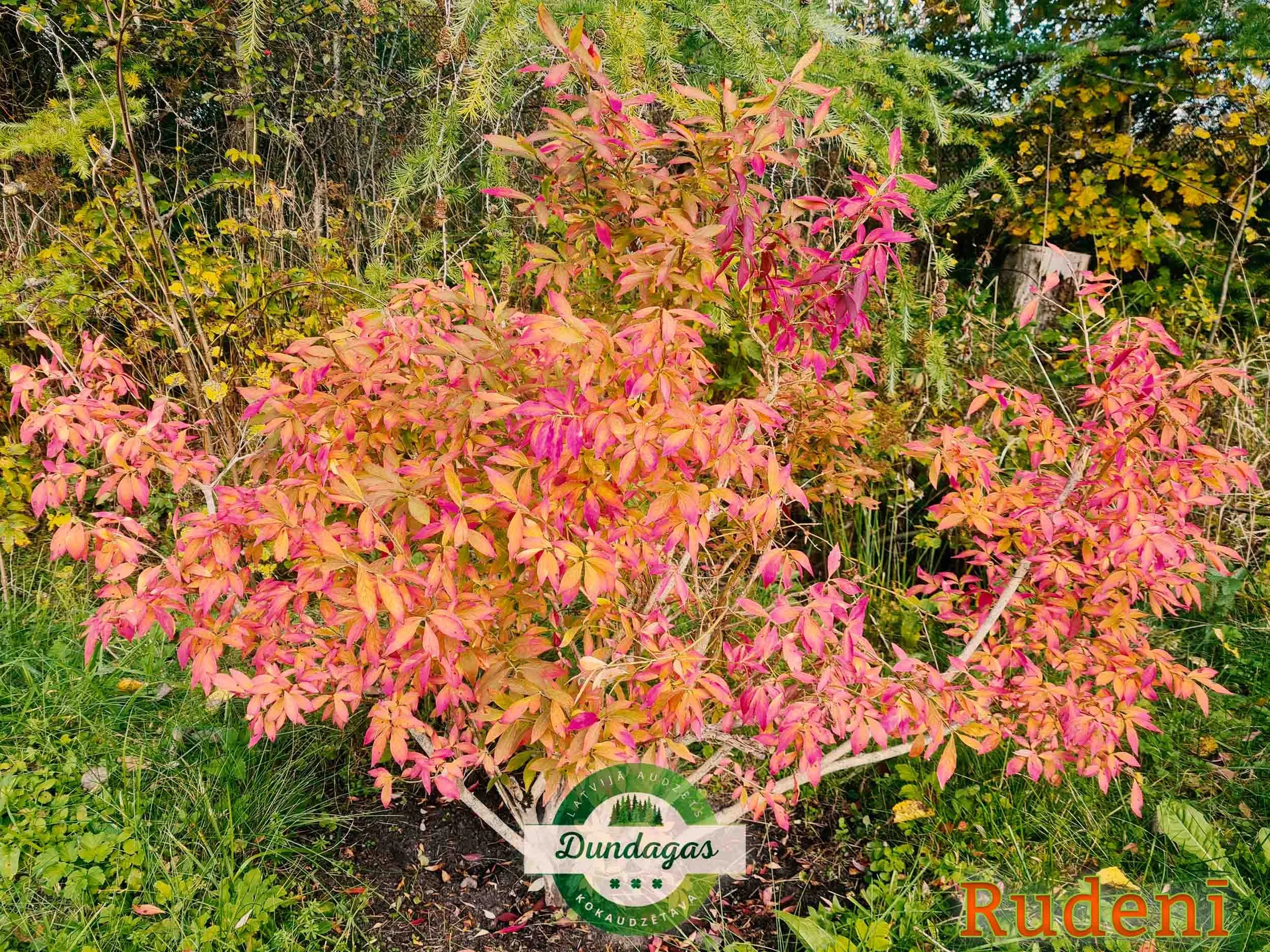 Euonymus_alatus_rudeni.jpg