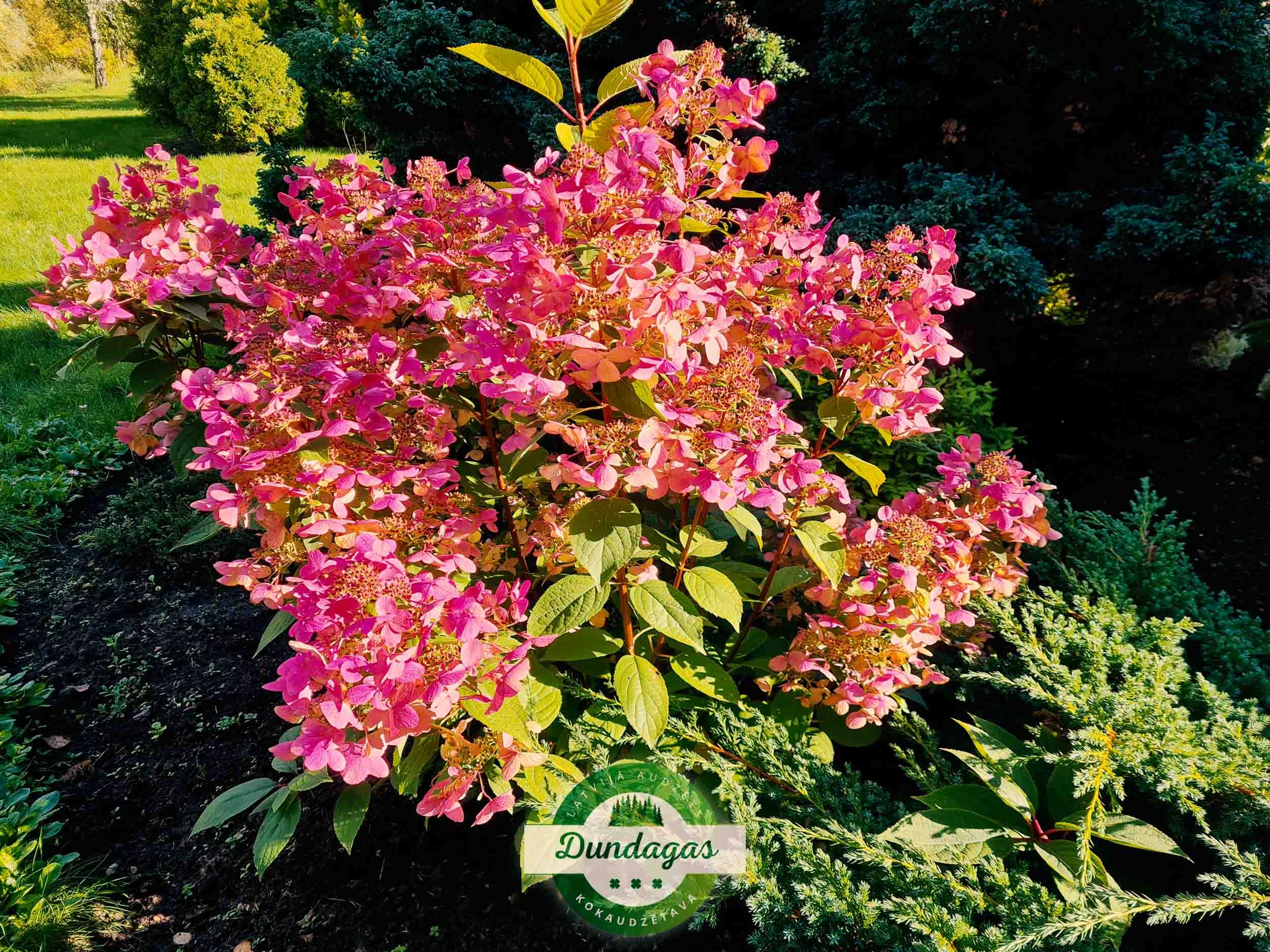 Hydrangea_paniculata_Wims_Red_1.jpg