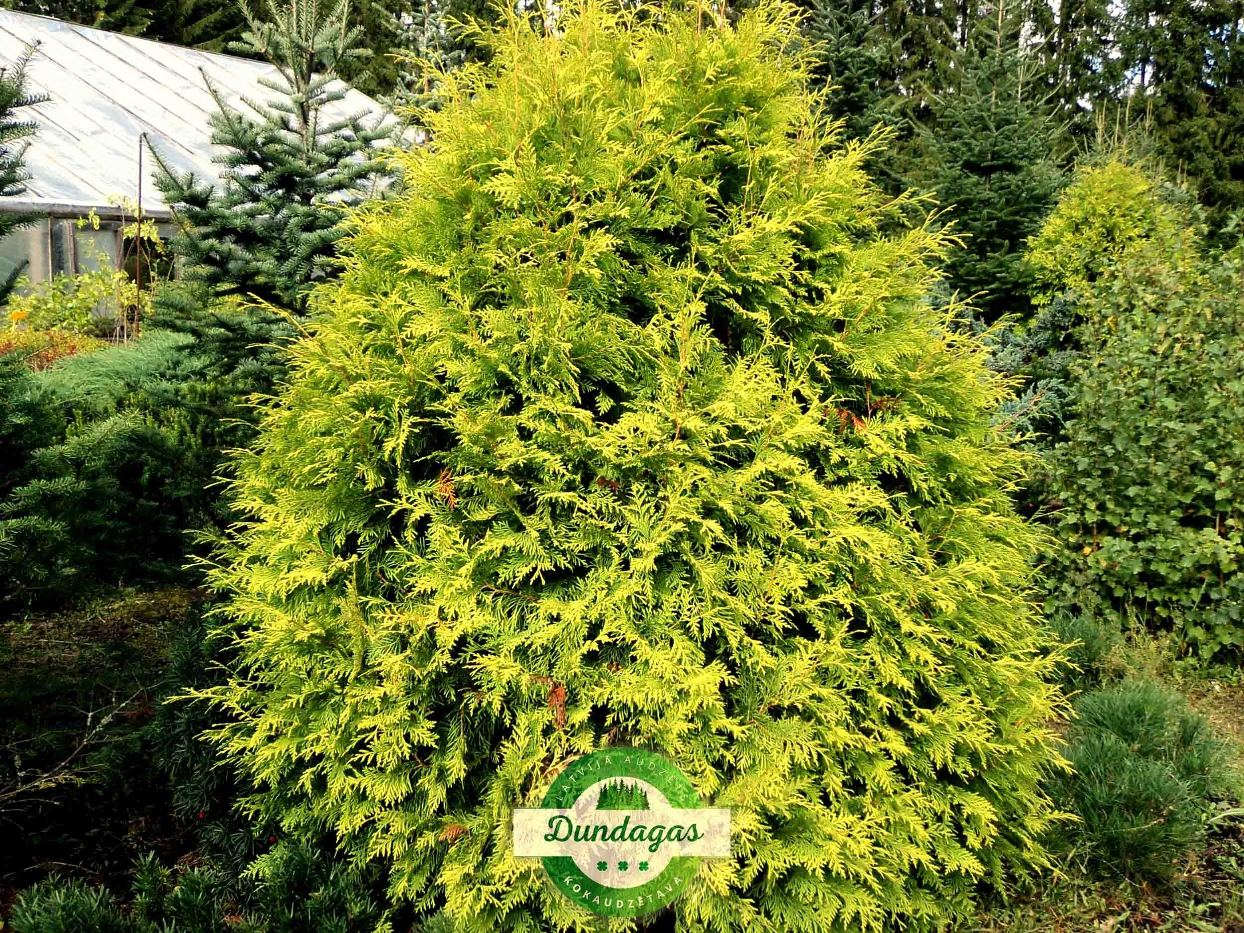 Thuja_occidentalis_Golden_Globe_1.jpg