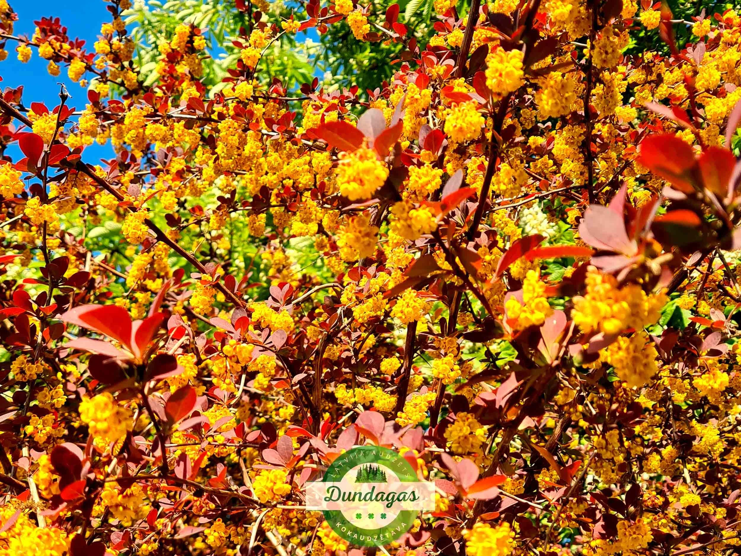 Berberis_ottawensis_Superba_2.jpg