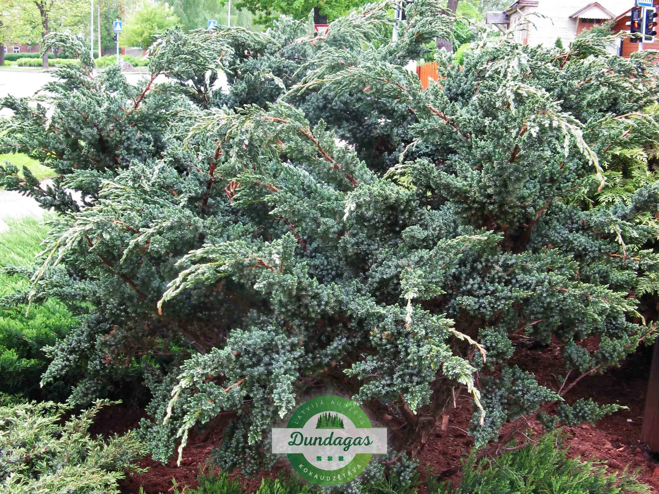 Juniperus_squamata_Meyerii.jpg