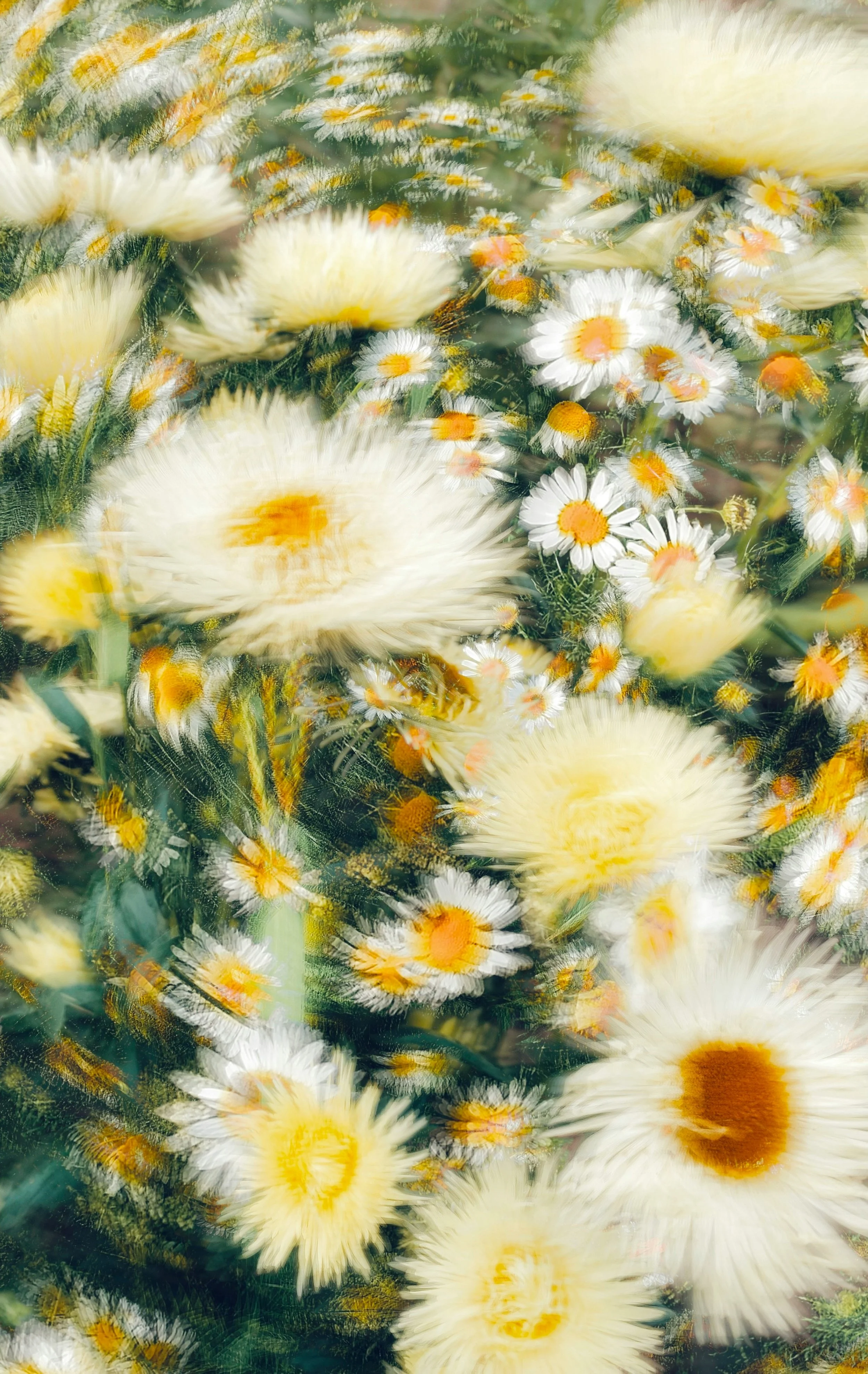 Fleurs blanches et jaunes avec un flou artistique.