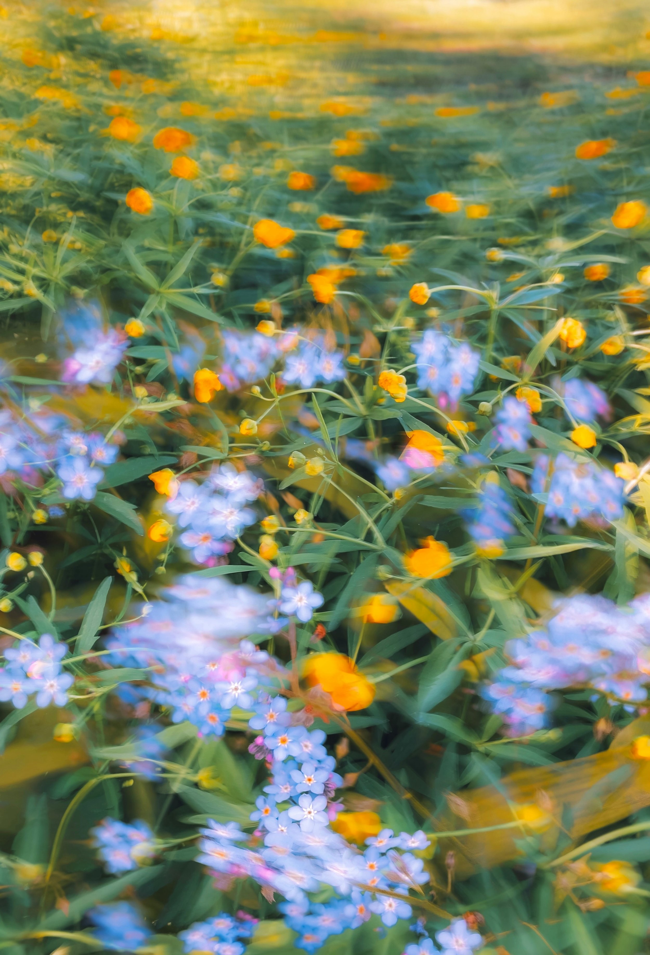 Un champ rempli de petites fleurs jaunes et bleues avec des feuilles vertes, visible avec un flou artistique.