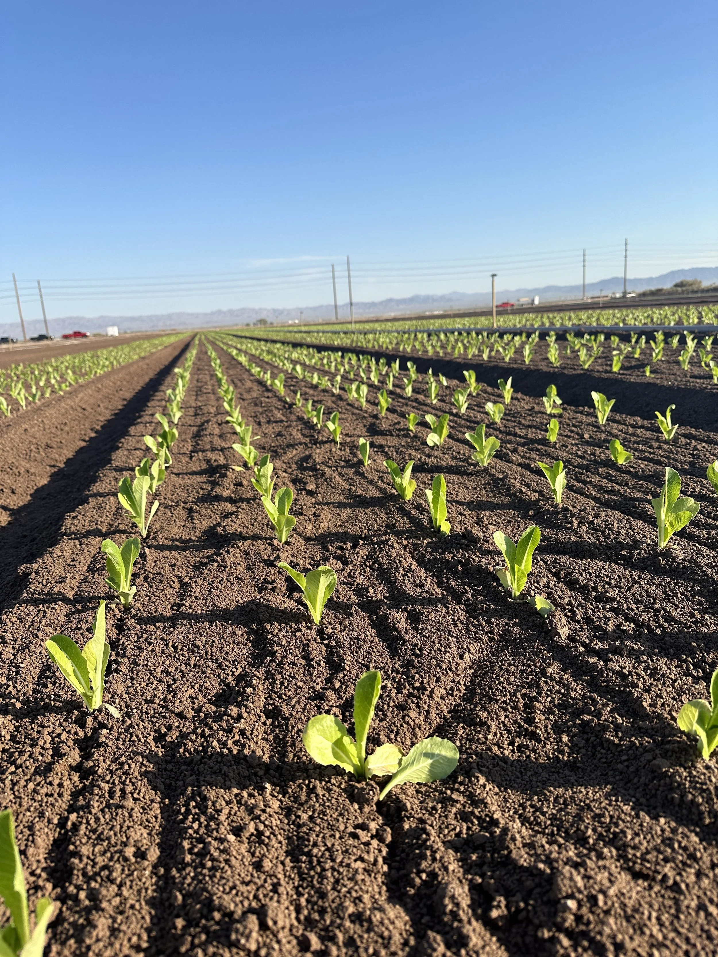 A farm field with evenly spaced rows of young green lettuce plants growing in dark soil, under a clear blue sky with distant mountains.