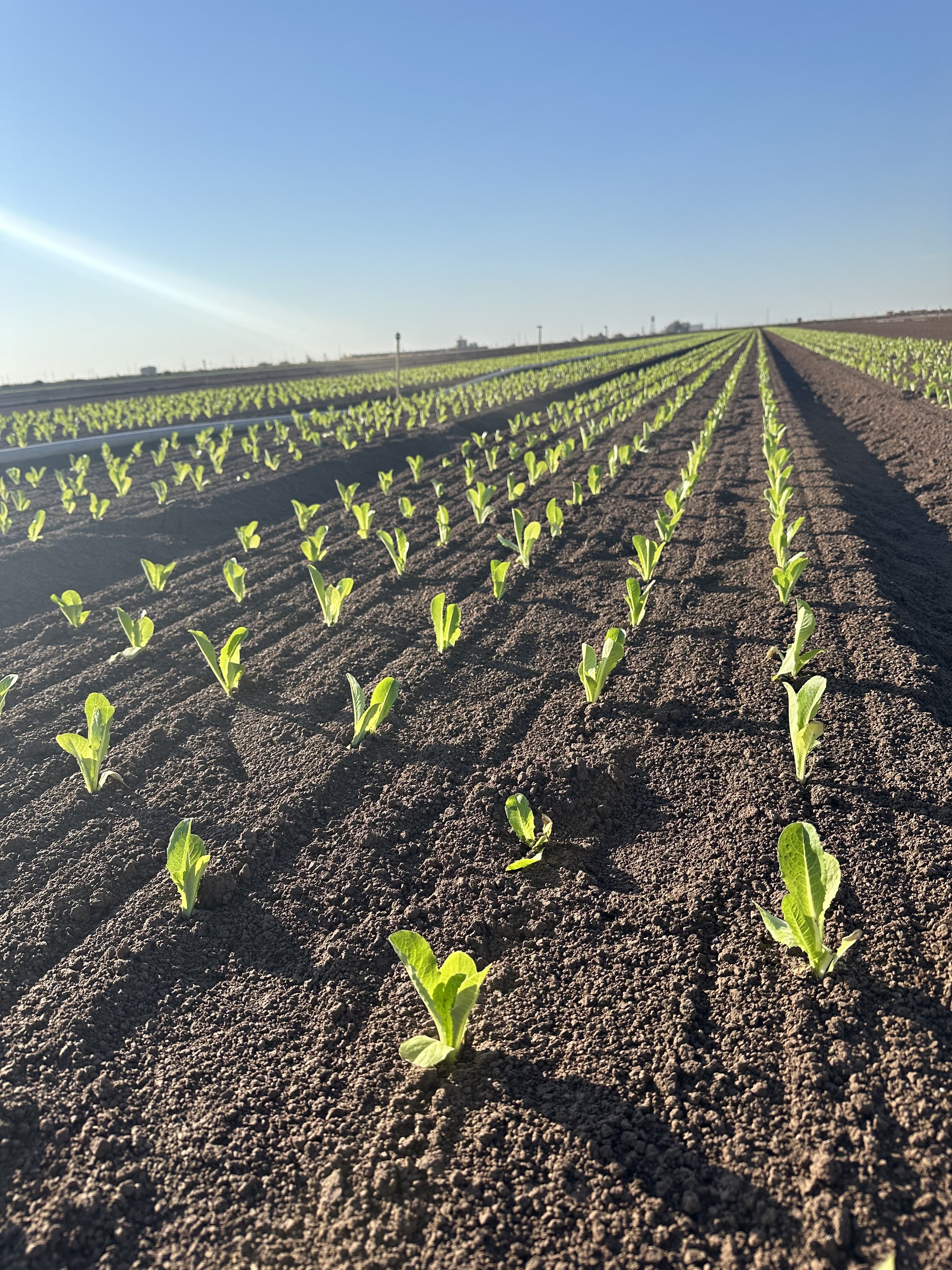 Young green plants growing in neat rows in a farm field under clear blue sky.