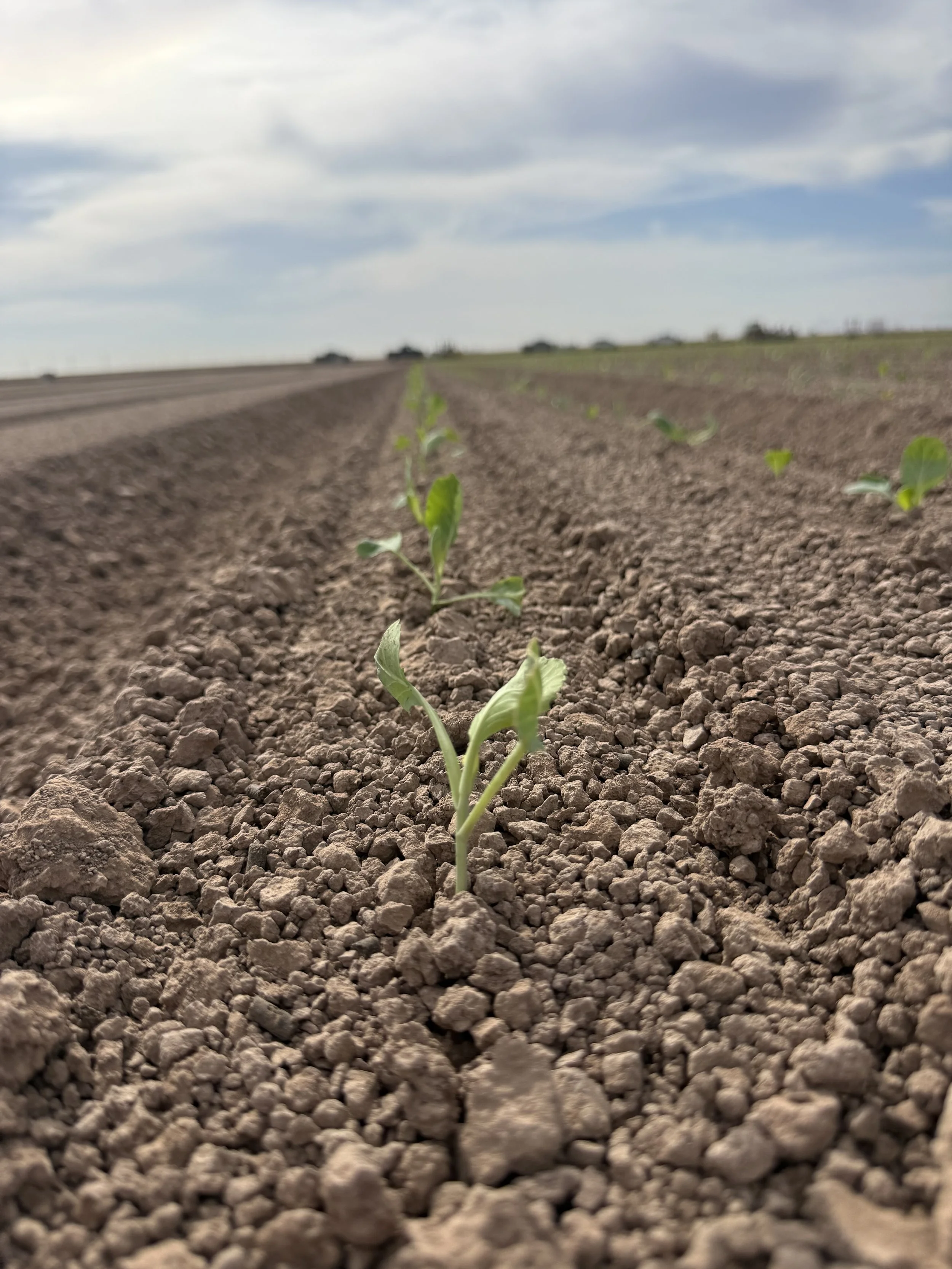 A young plant growing in a furrowed field with clumps of soil, under a partly cloudy sky.