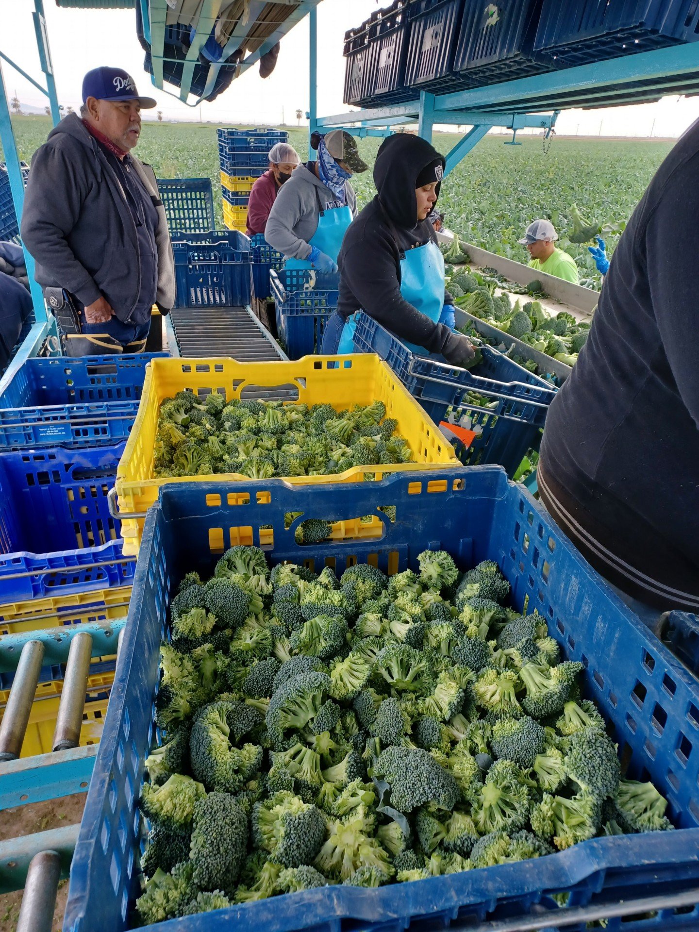 Farm workers harvest broccoli with green leaves and stems, placing it into blue and yellow crates on a farm field.