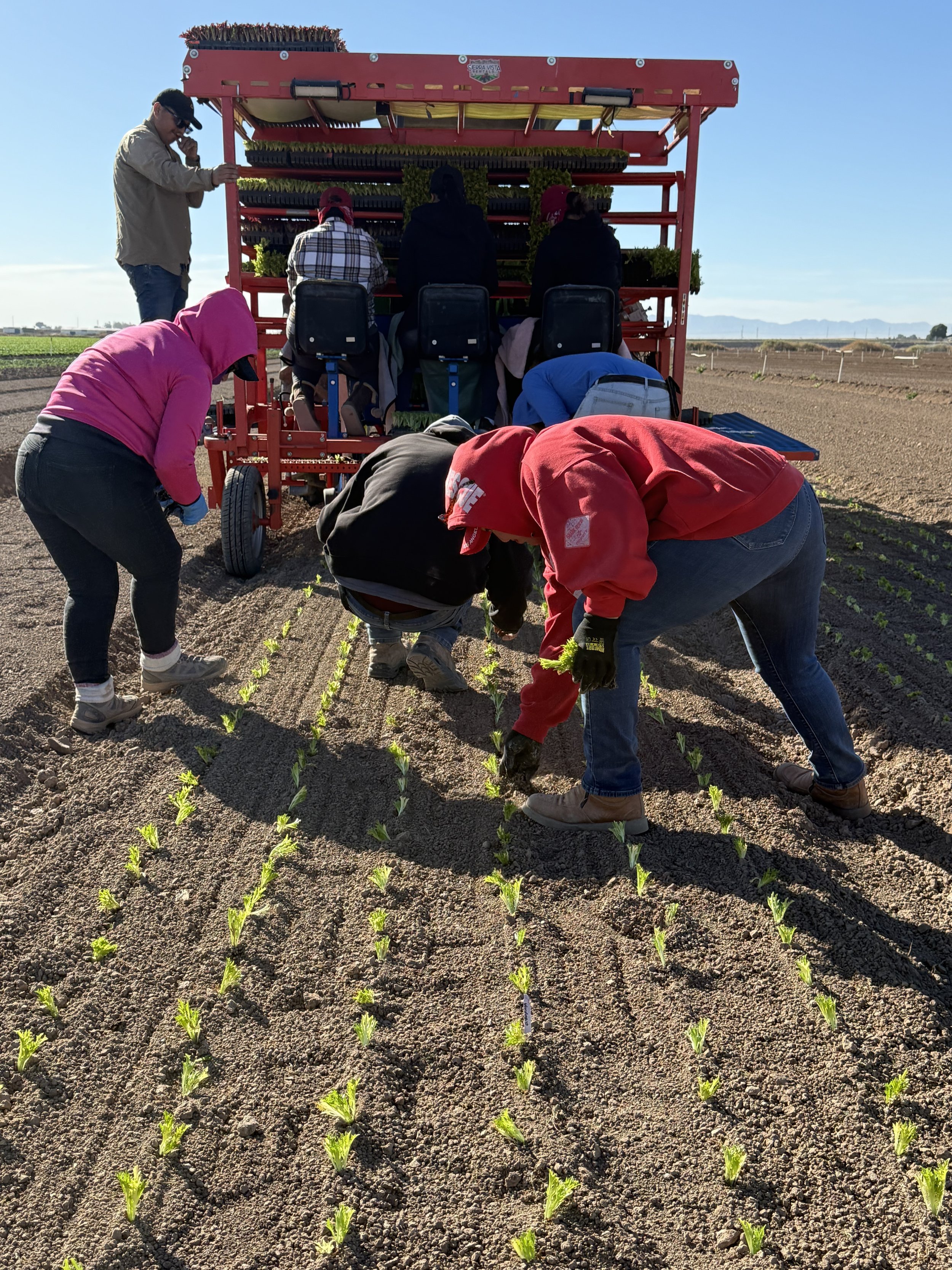 People planting young crops in a field near an agricultural vehicle under a clear sky.
