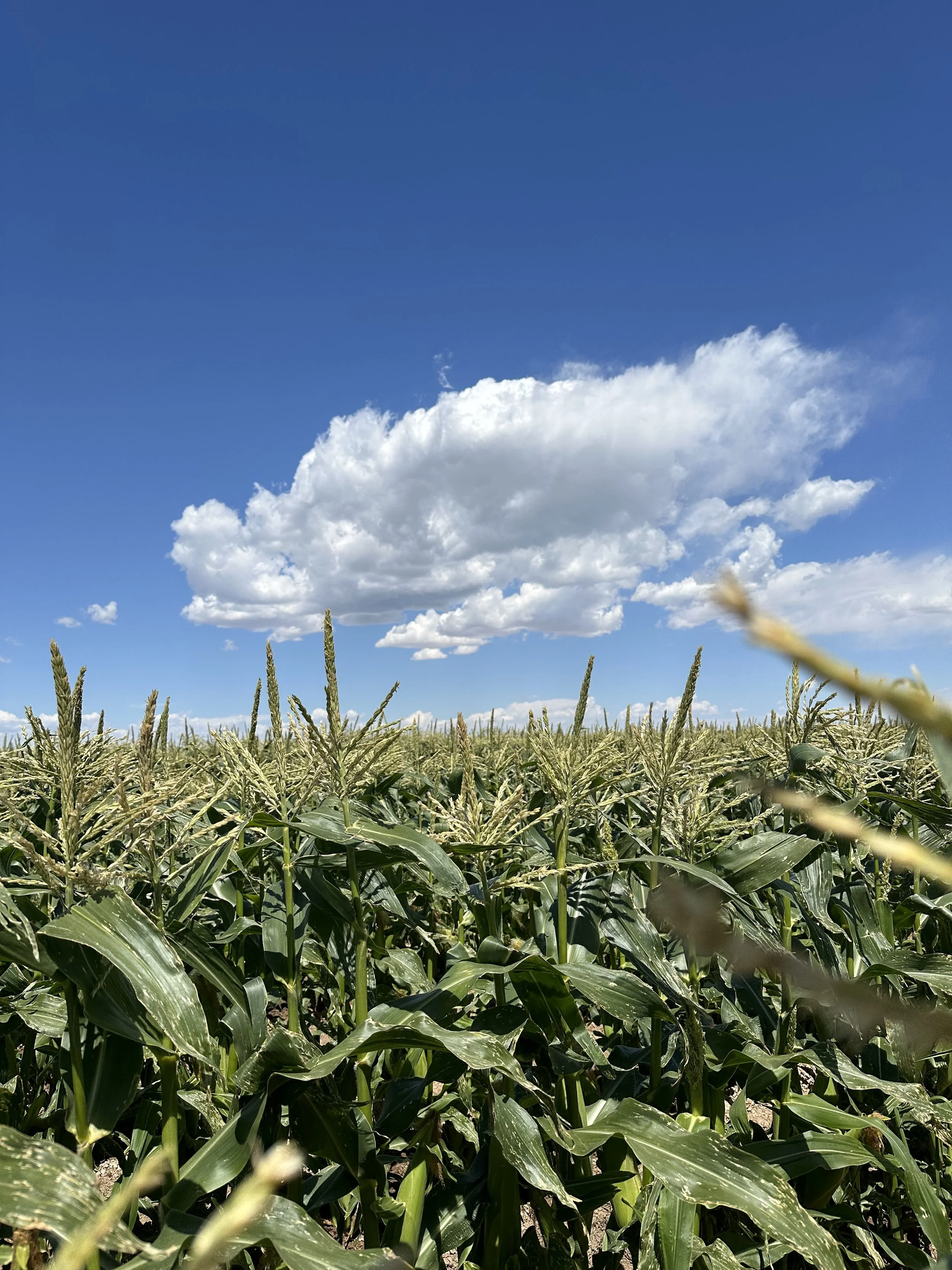 A field of green corn plants under a bright blue sky with large white clouds.