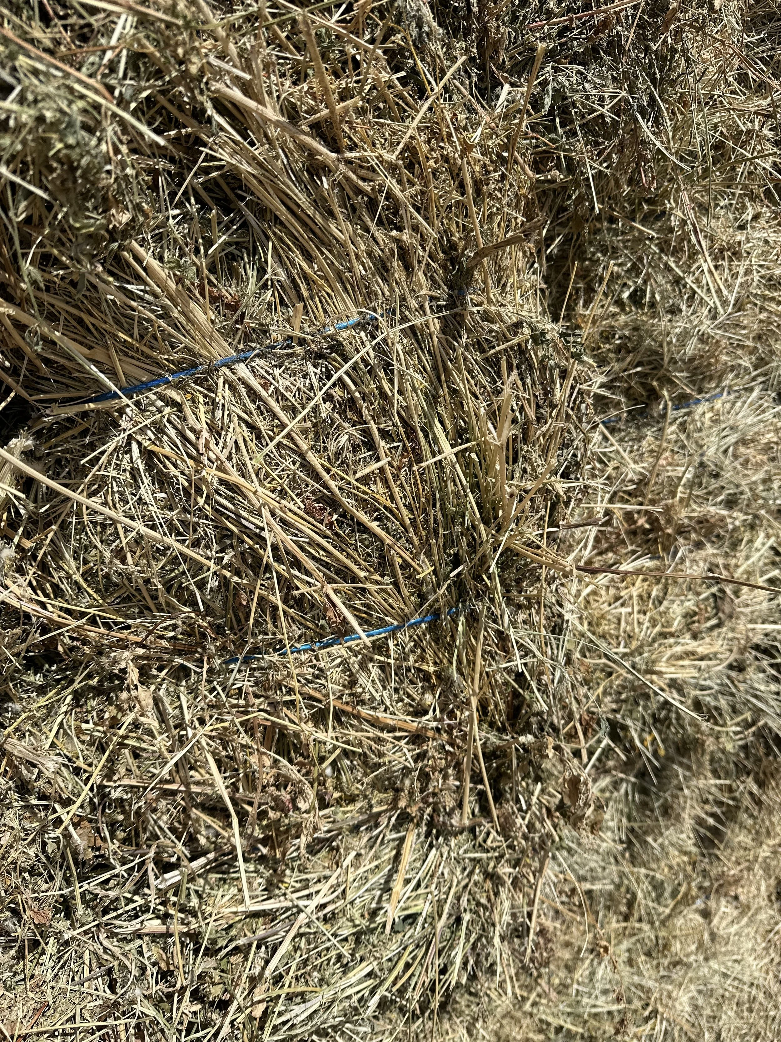 Close-up of dried grass or hay with a blue tie securing it in place.
