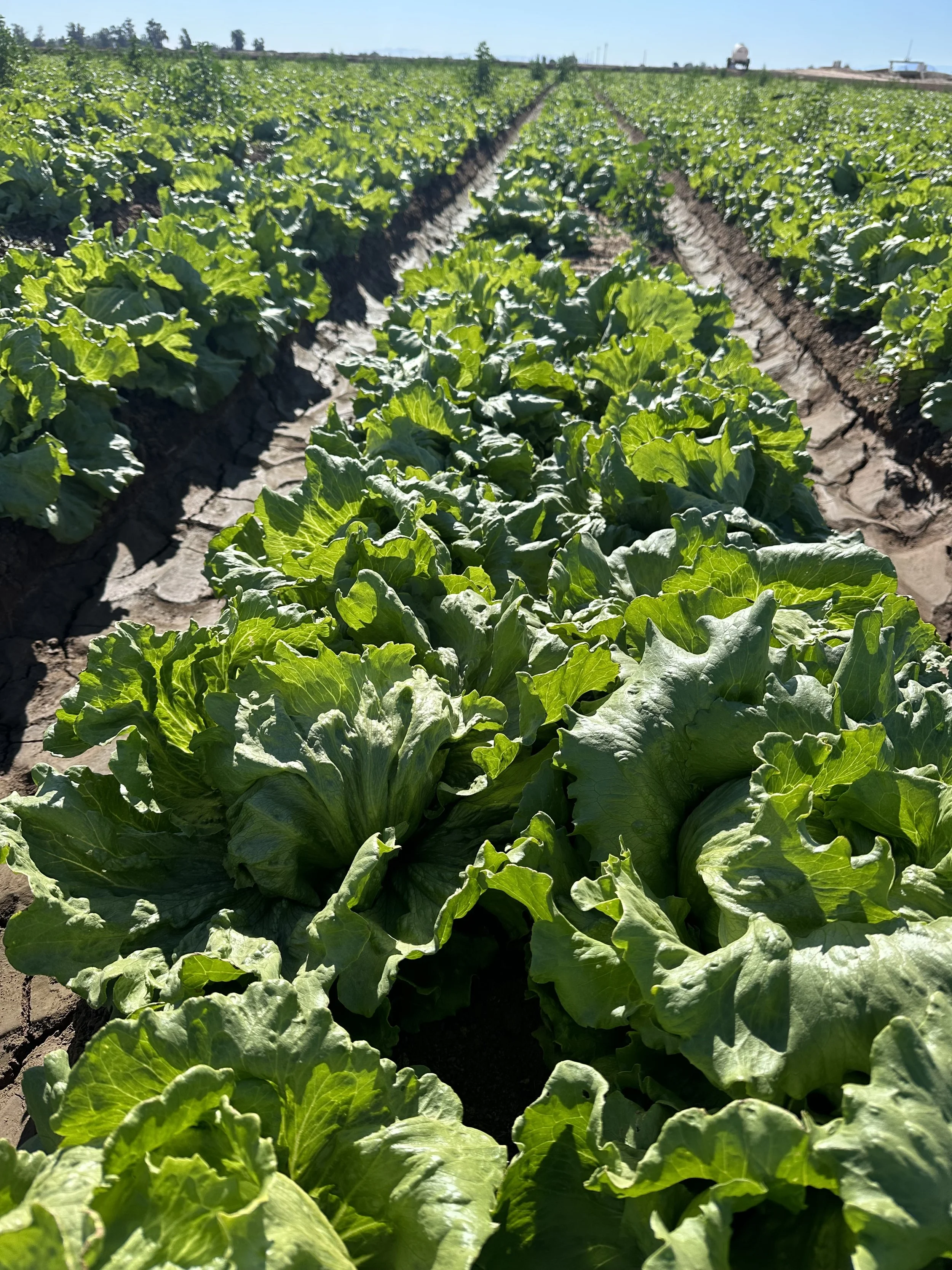 Green leafy lettuce growing in a farm row on a sunny day.