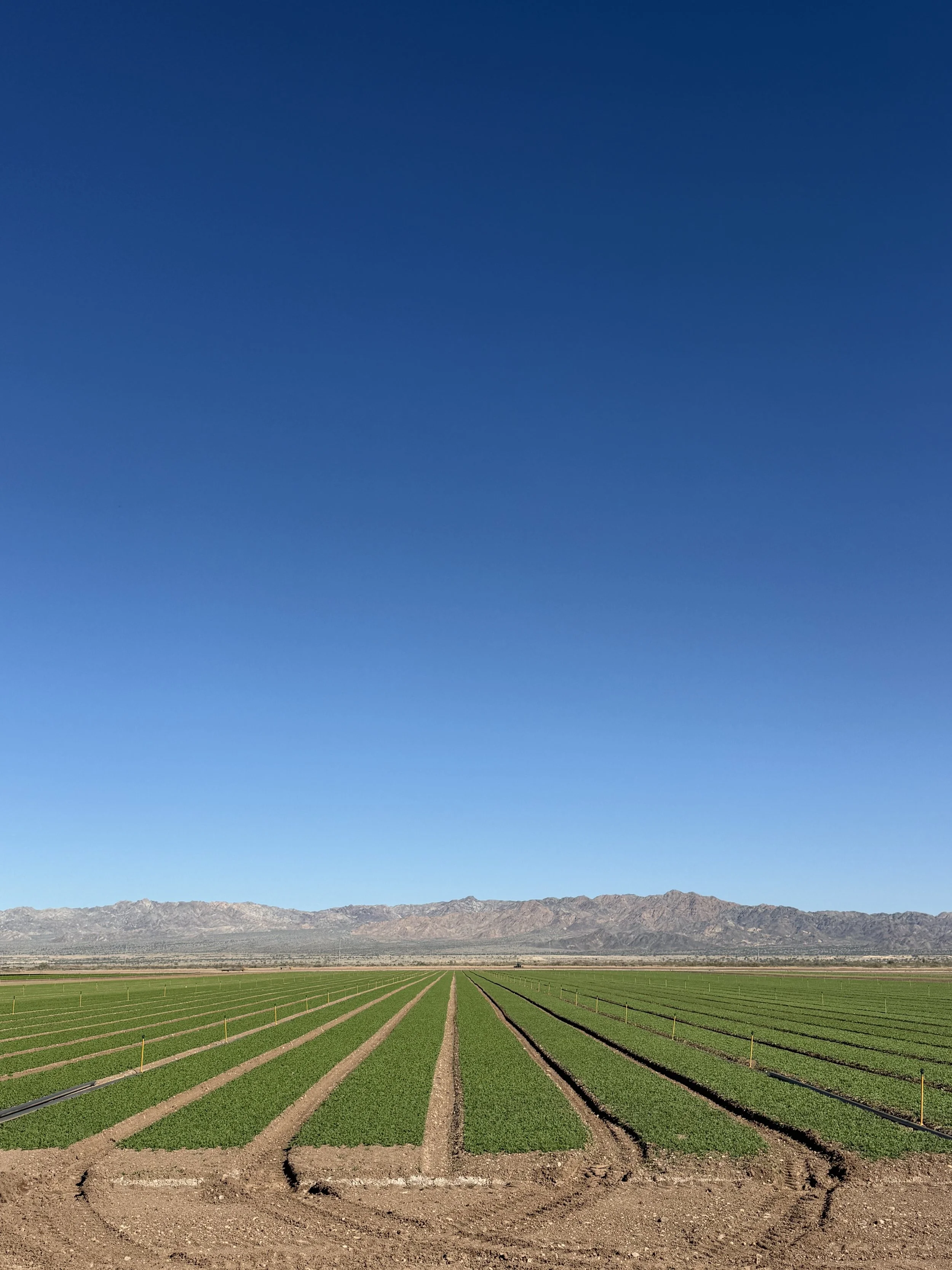 A vast agricultural field with neatly planted rows of green crops, set against a backdrop of distant mountains and a clear blue sky.
