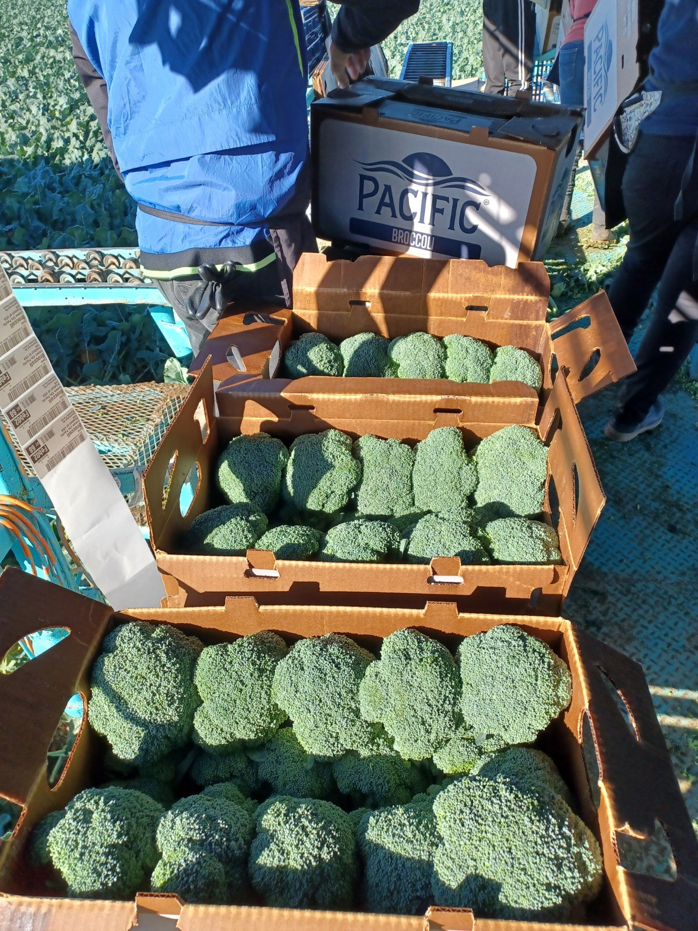 Open boxes of broccoli on a farm stand table with people in the background.