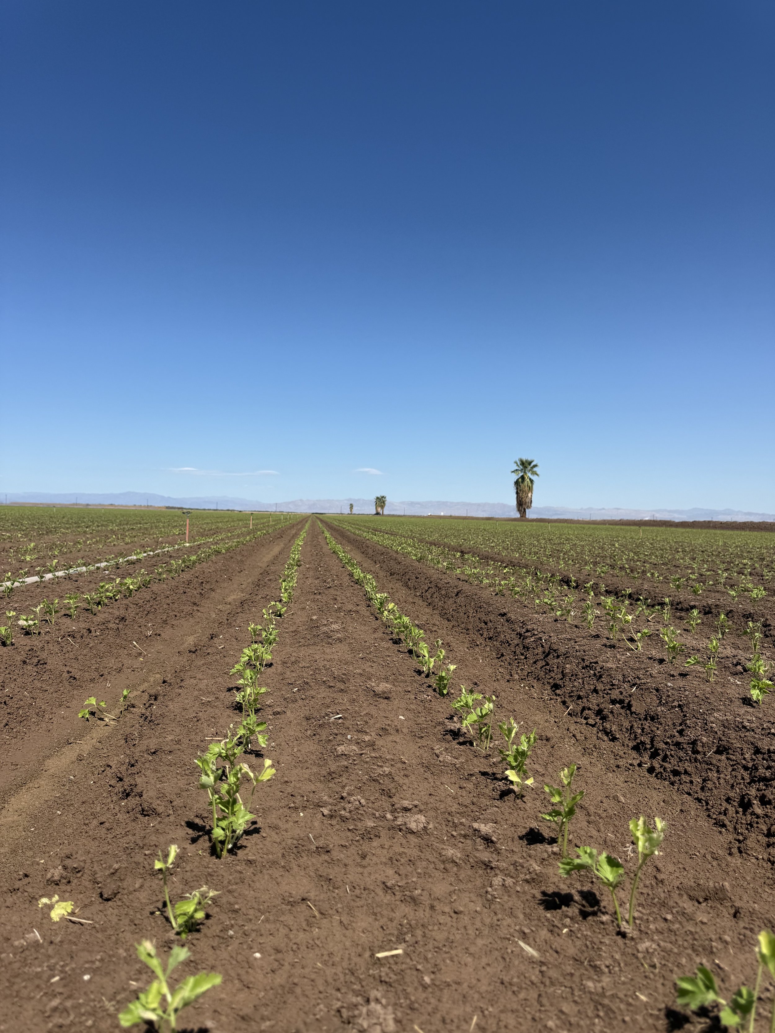 Young green plants sprouting in cultivated farmland with blue sky and palm trees in the distance.