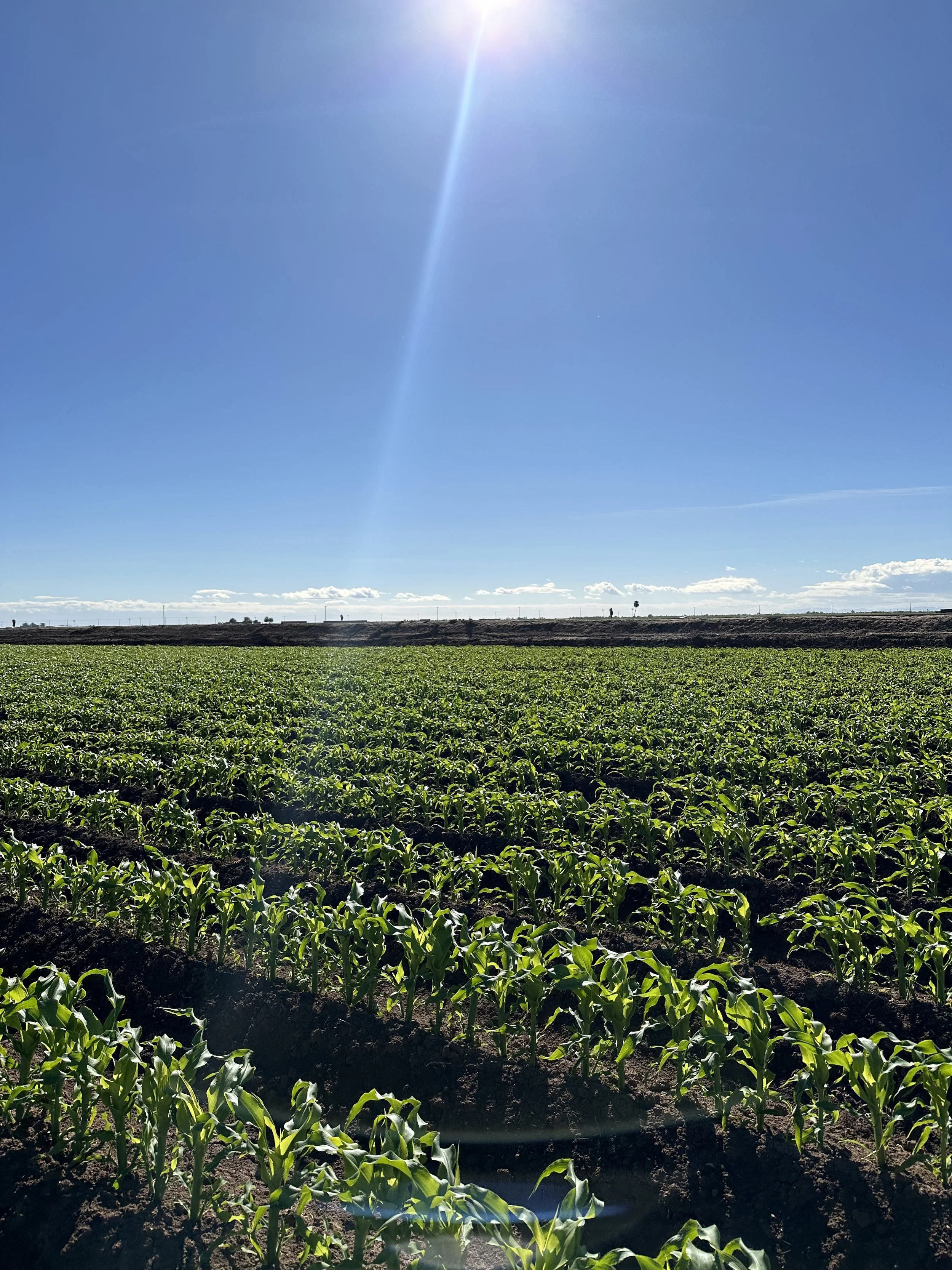 Wide view of a sunny agricultural field with rows of young green corn plants under a clear blue sky and the sun shining brightly.