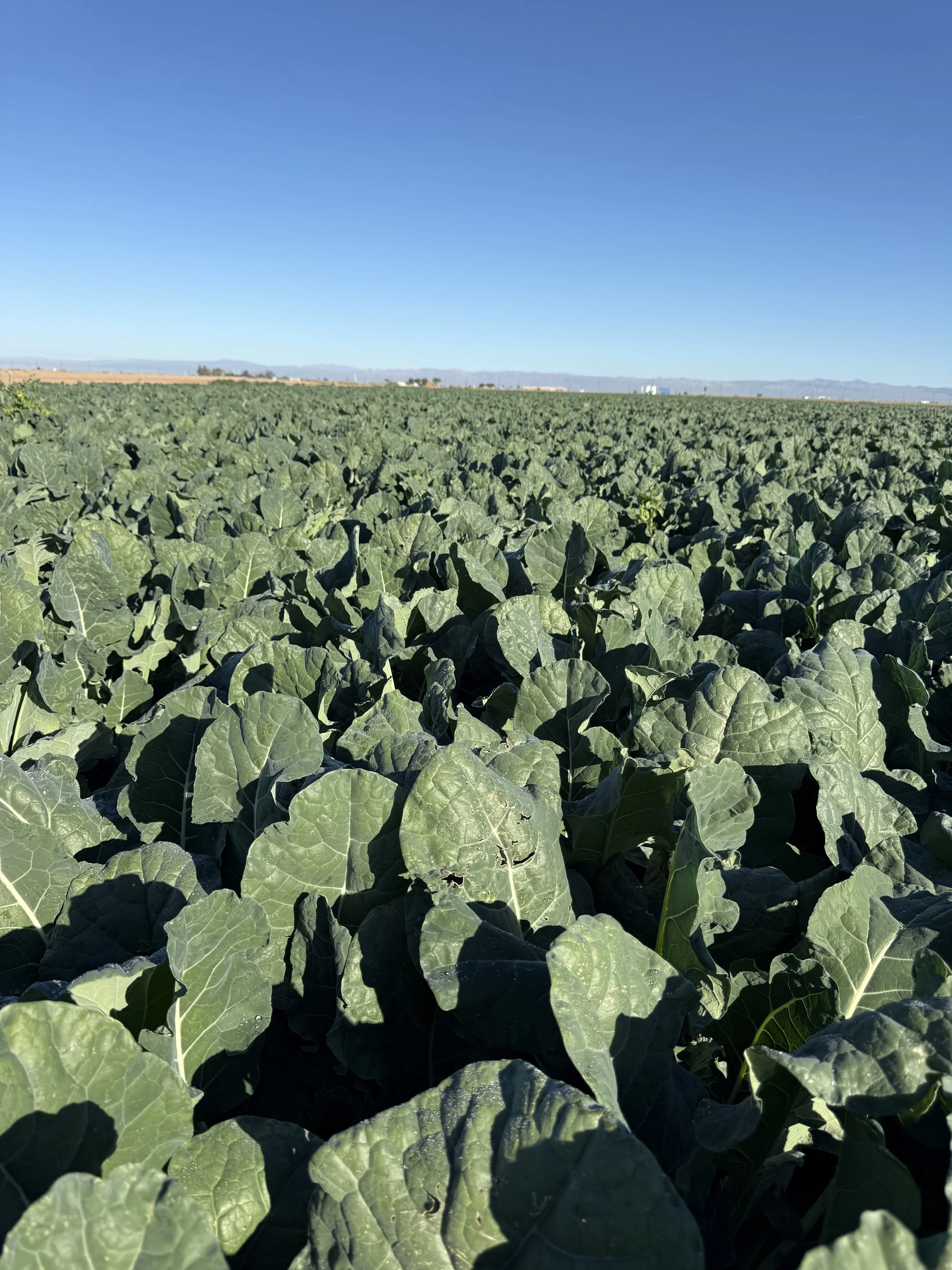 A vast green field of leafy plants under a clear blue sky.