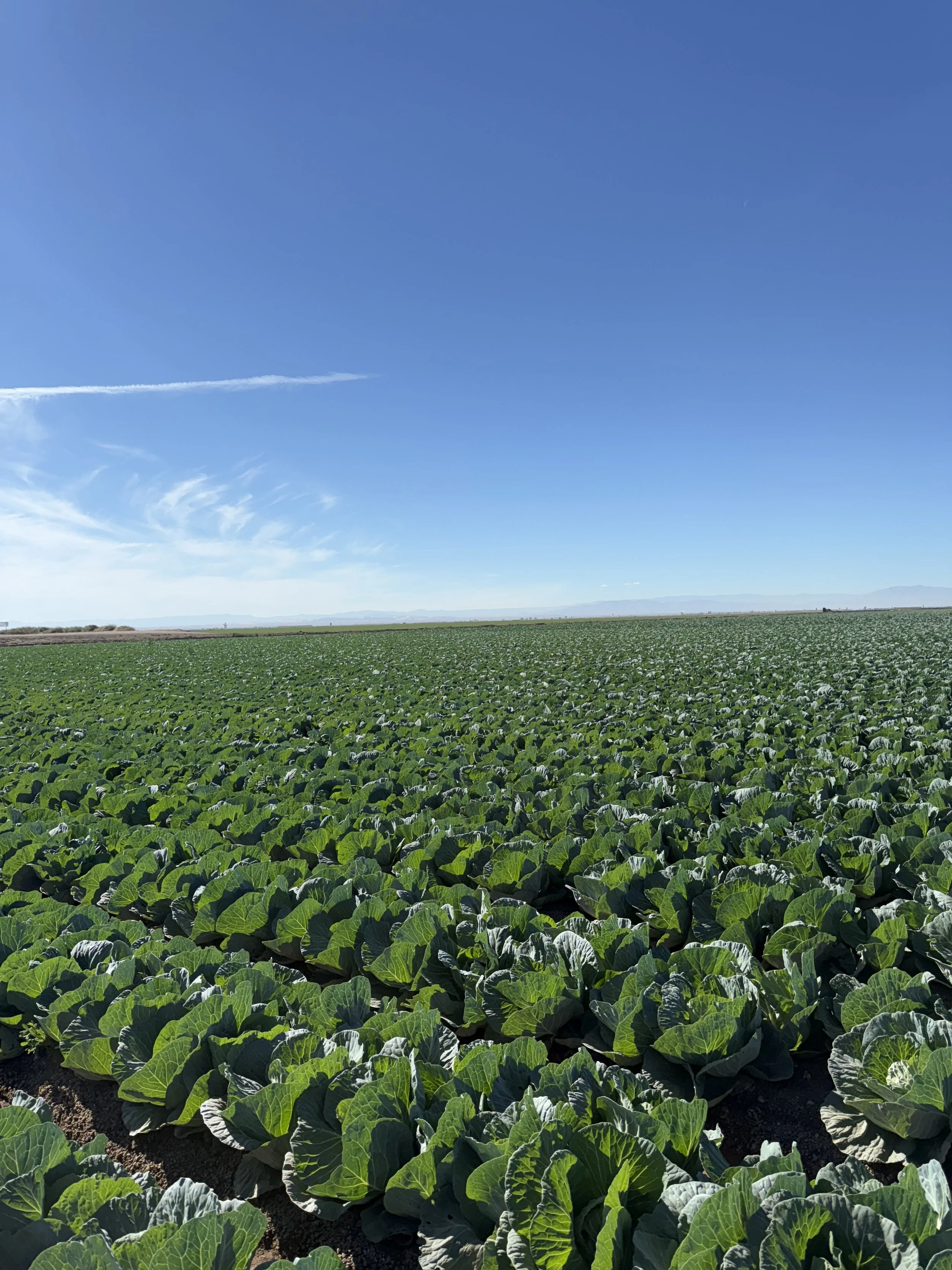 A large field of green leafy plants under a clear blue sky with a few wispy clouds, extending to the horizon.
