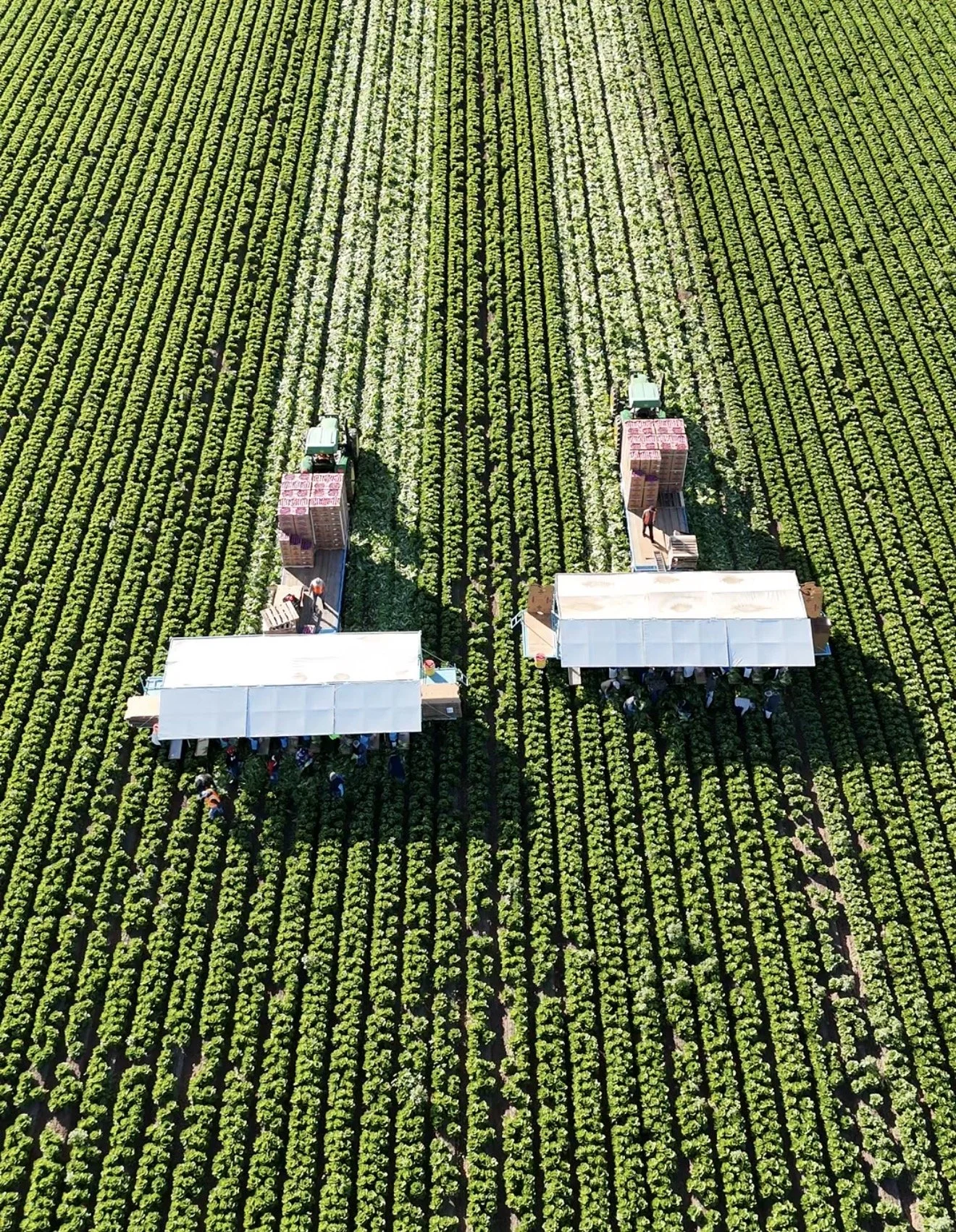 Aerial view of a lush green farm with rows of crops and two large structures in the center, surrounded by a tractor and workers.