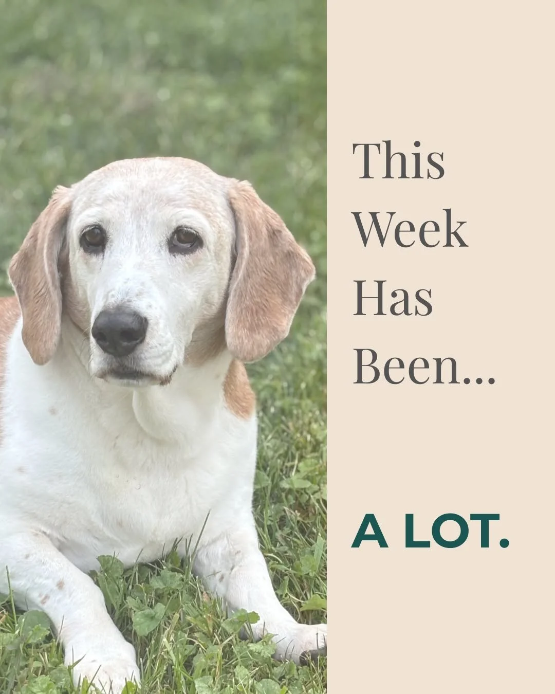 The stress relief move that hits the hardest takes only a few words.

And most high performers haven't done it in months.

"This week has been a lot."

Said to one person, or dog, who doesn't need you to be fine.

That's it. That's the whol
