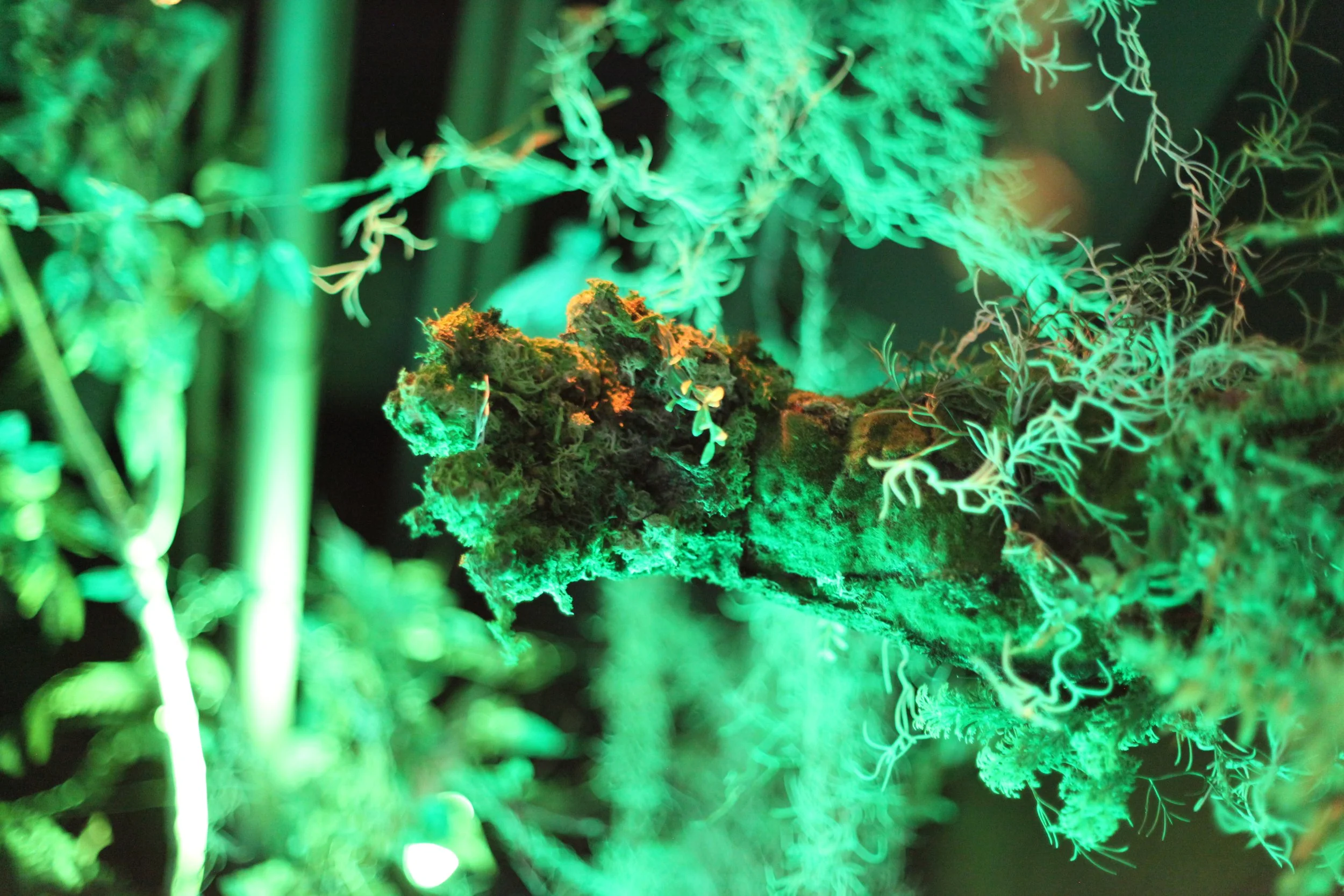 Close-up of a moss-covered tree branch illuminated with green light, surrounded by smaller plants and twigs inside Atlas9.