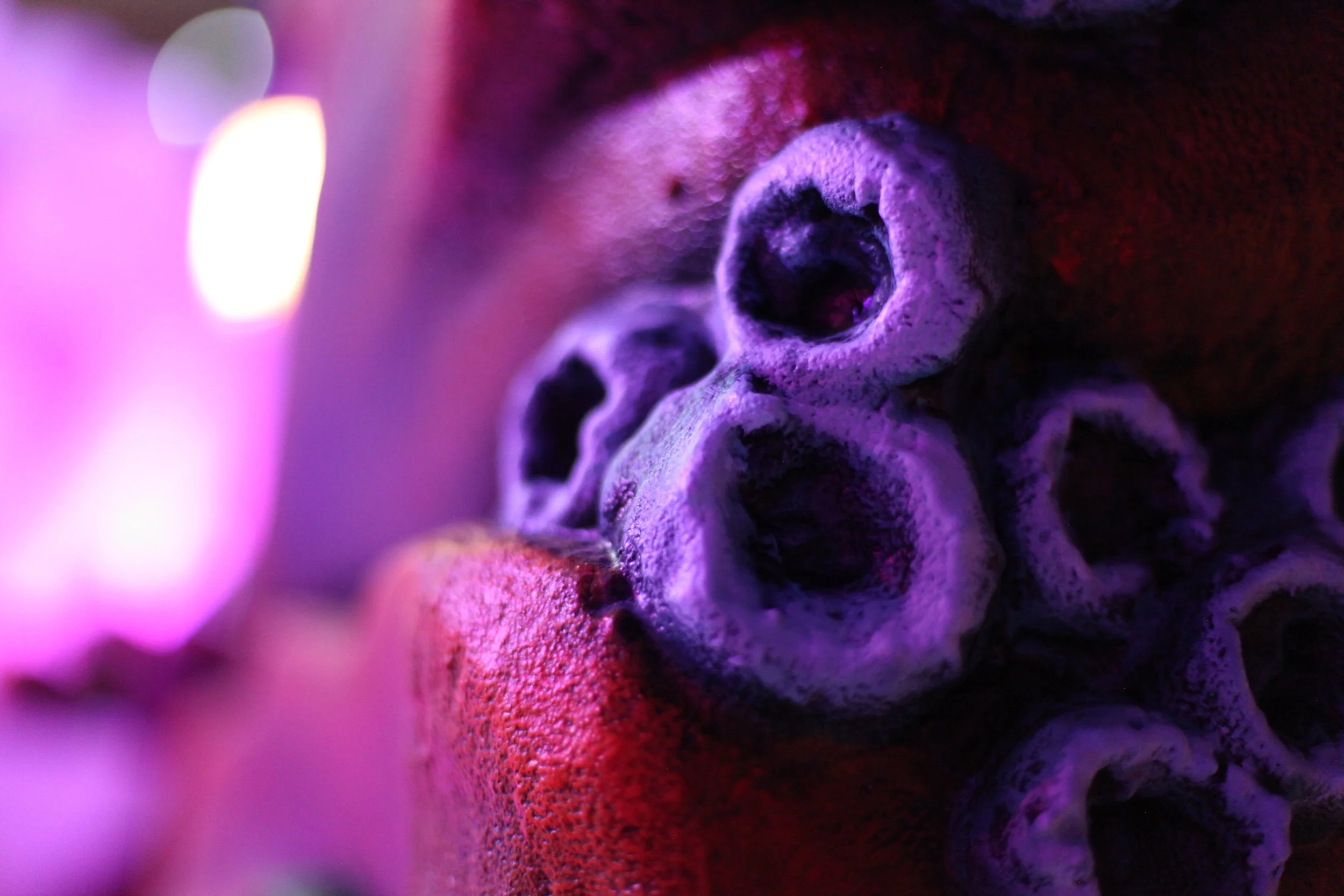 Close-up of stacked dried purple skull-shaped gourds with purple lighting.