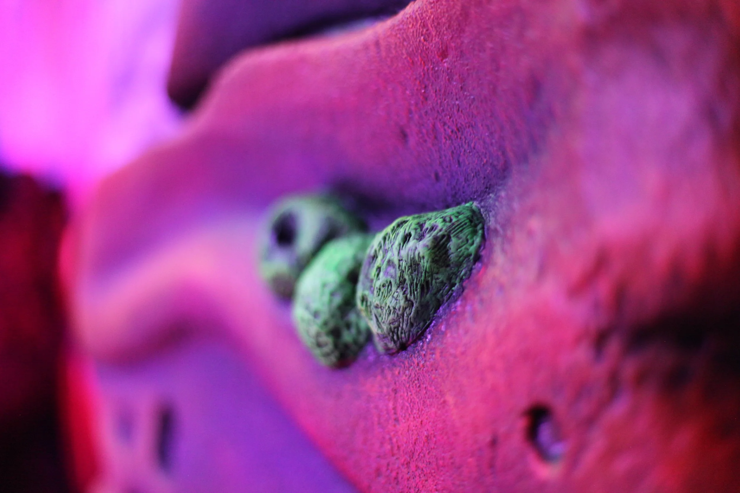 Close-up of green buds on a pink and purple flower petal.