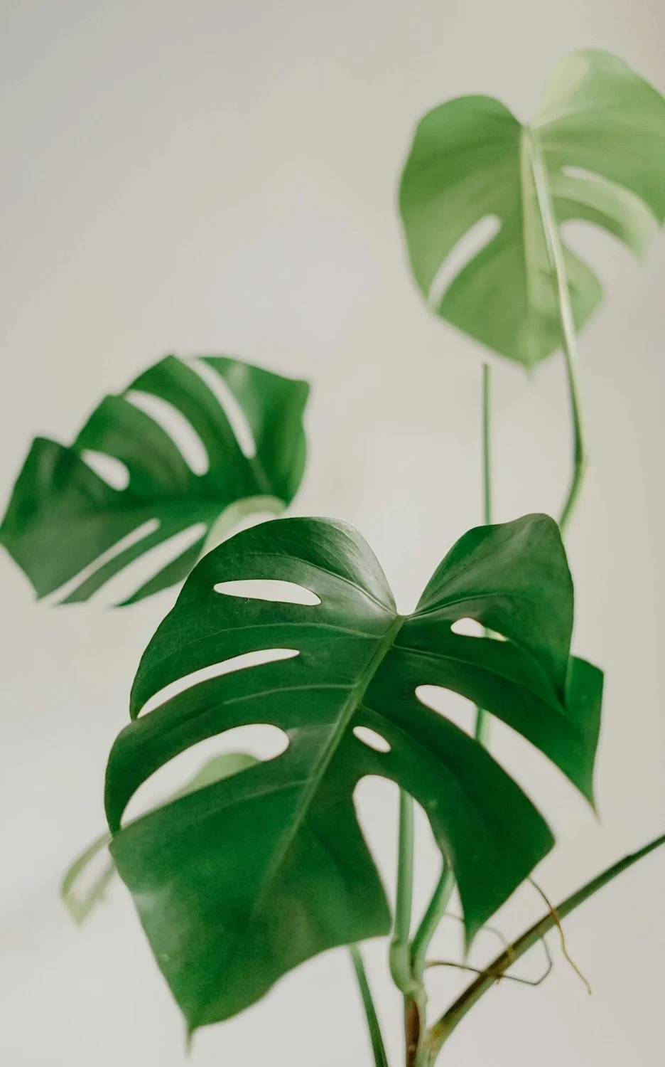 Close-up of a Monstera deliciosa plant with large, split green leaves on a light background.