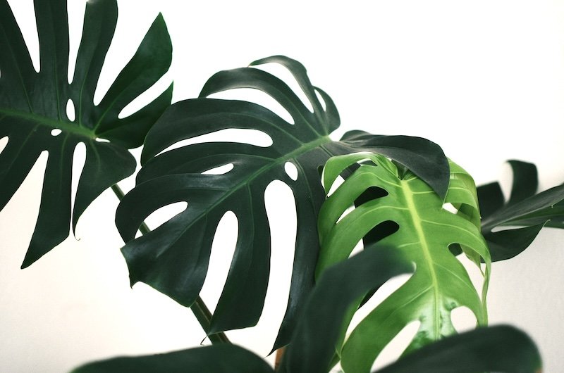 Close-up of green Monstera leaves with natural light background.