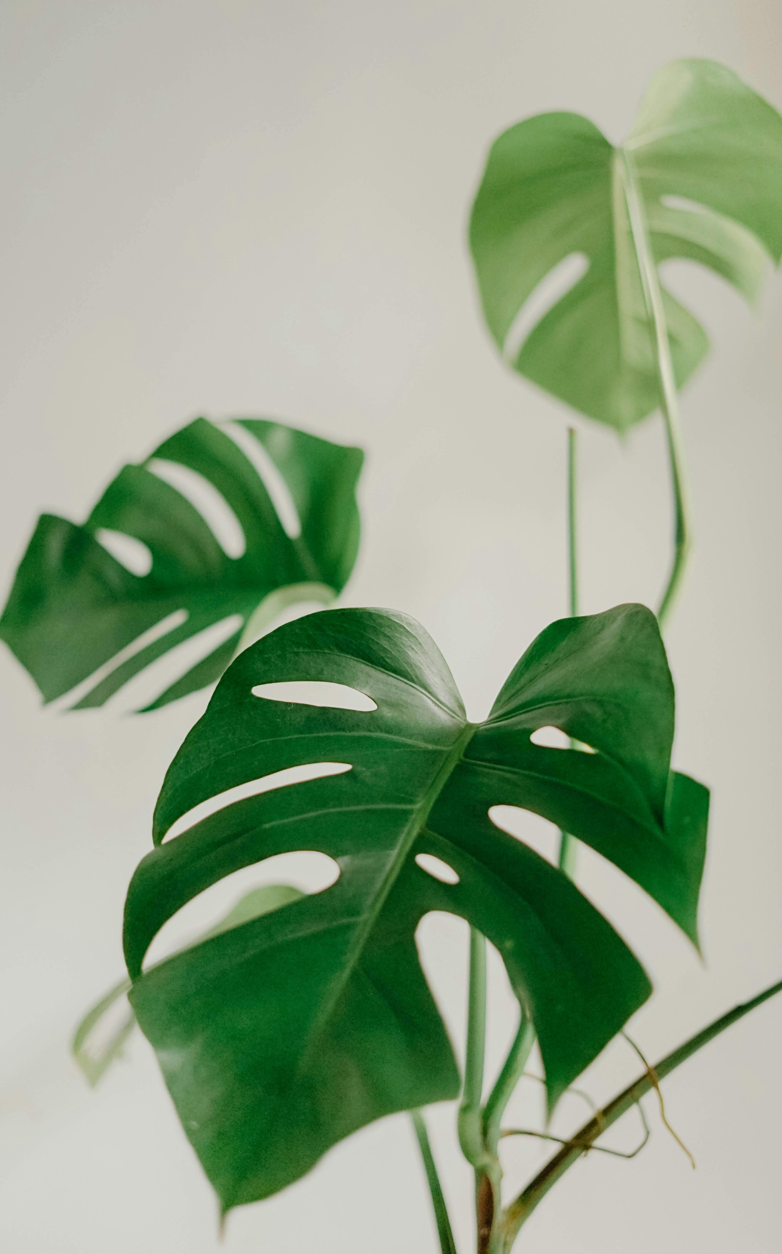 Close-up of green monstera leaves with distinct holes, set against a light, plain background.