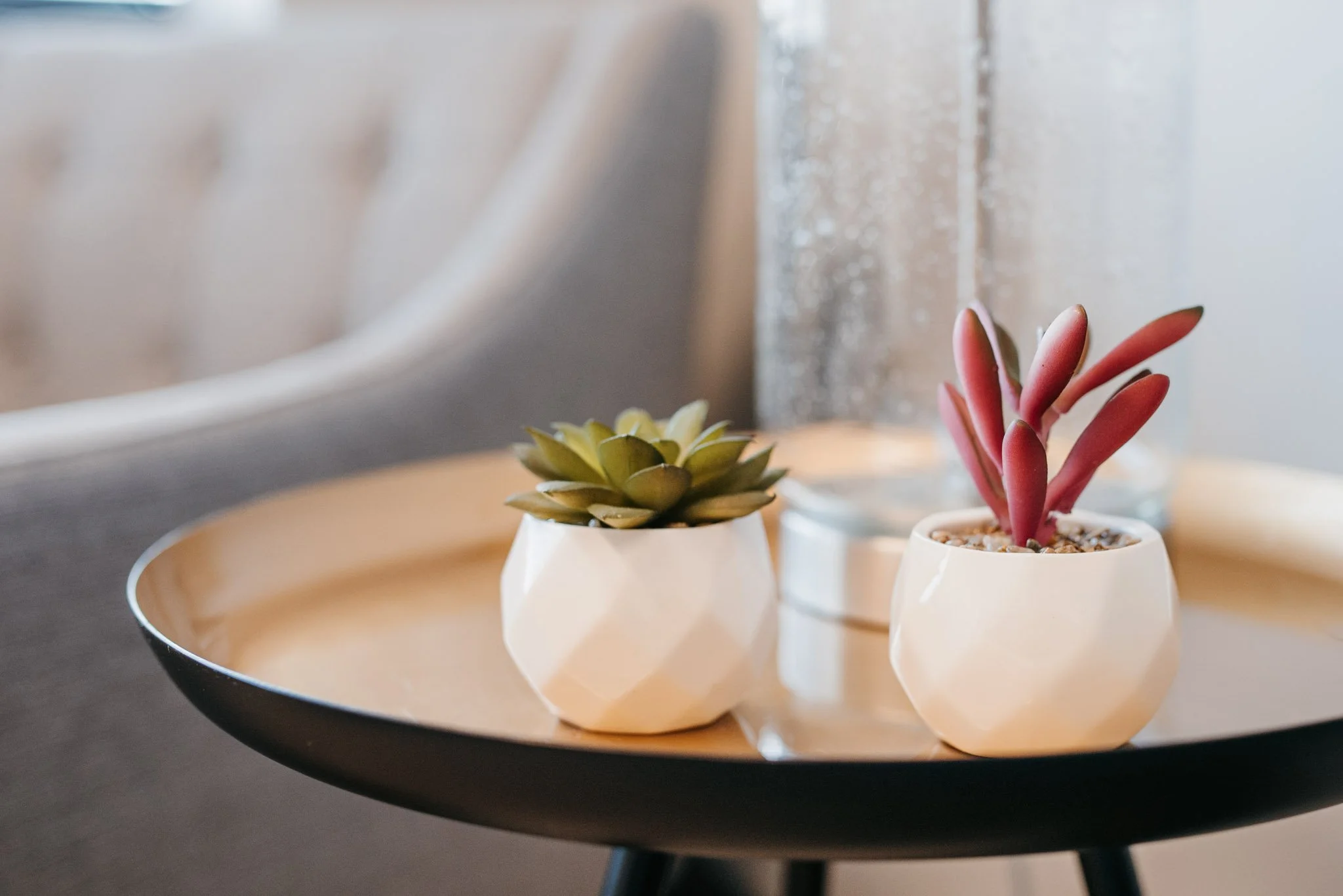 Close-up of three small potted succulent plants on a round tray in Dr. Howard's office.