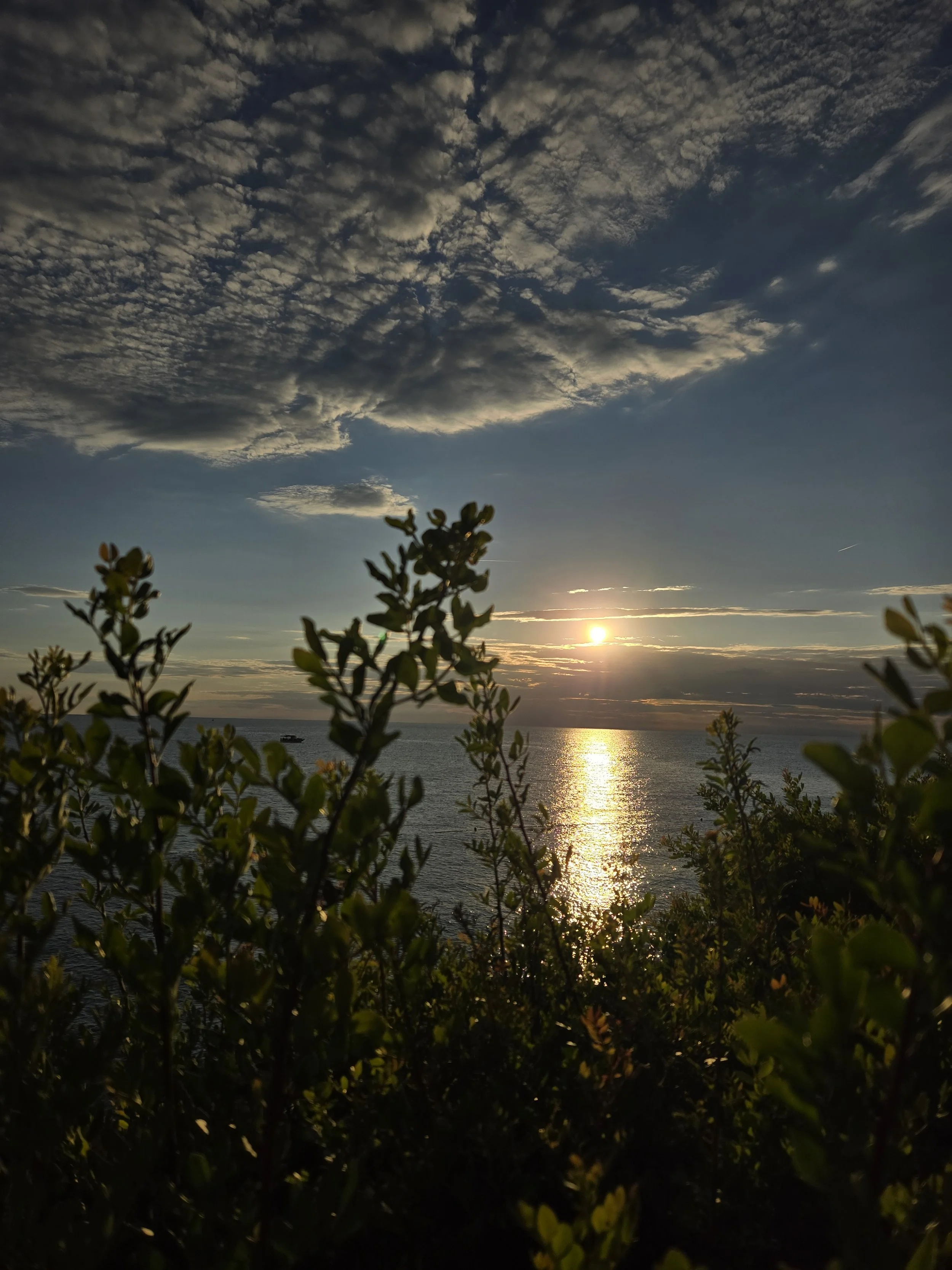 sunset, sunrise, nature, tree, sun, rising, becoming