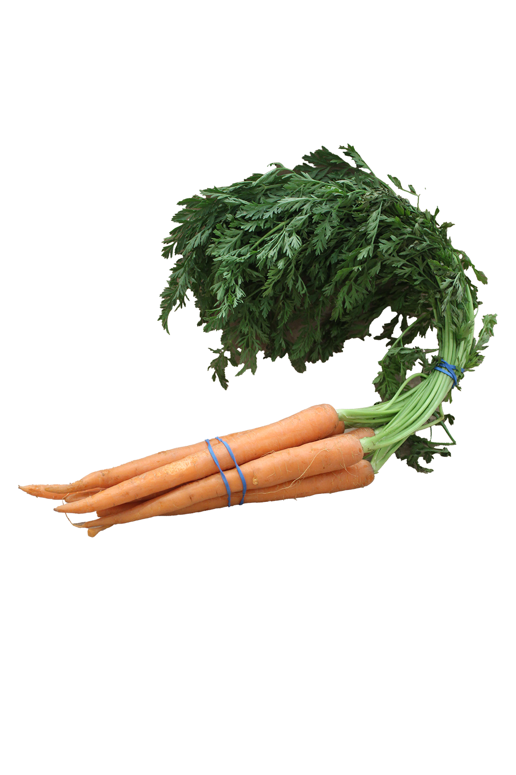 Fresh Carrot Bundle