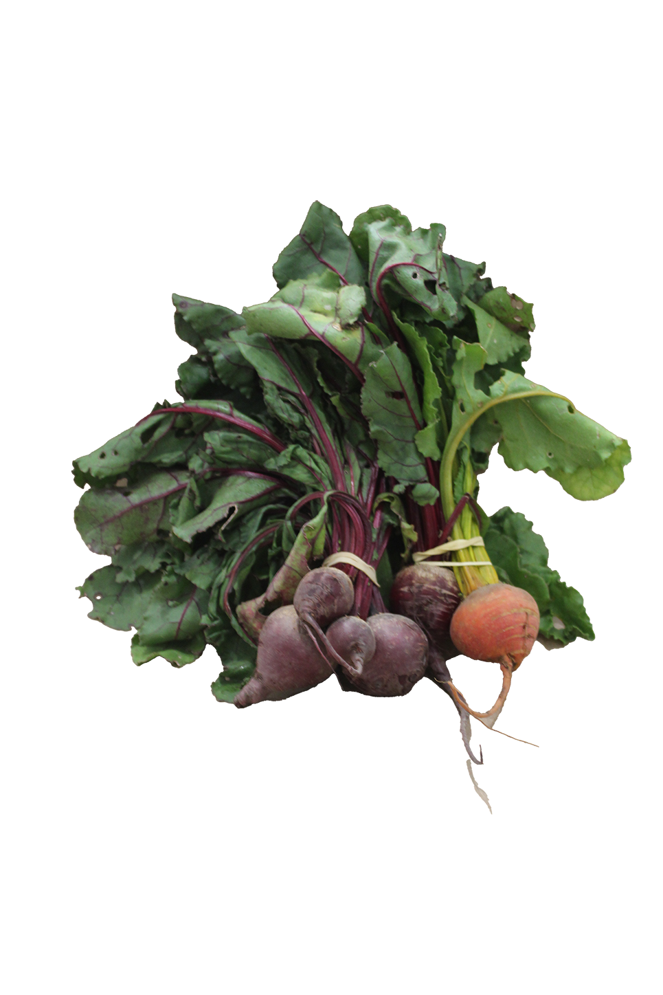 Fresh Beets Bundle