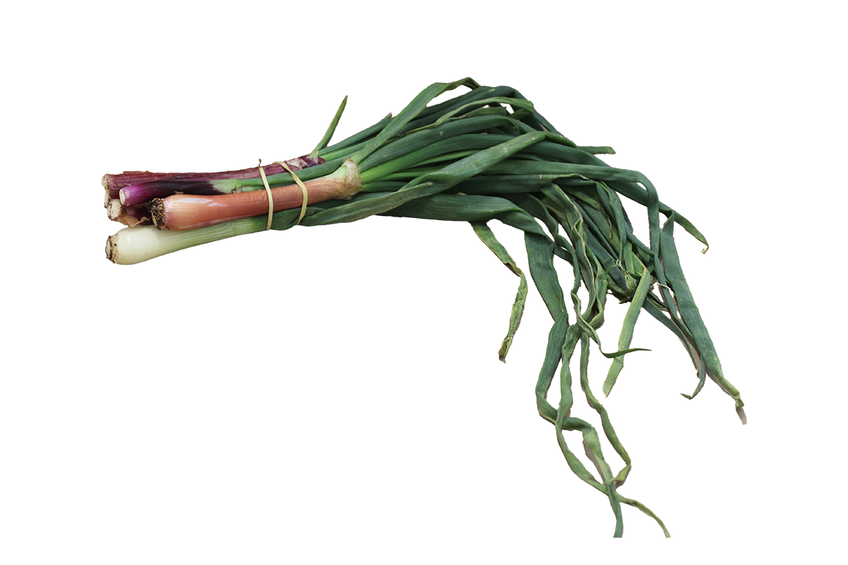 Farm Fresh Bundle of Scallions