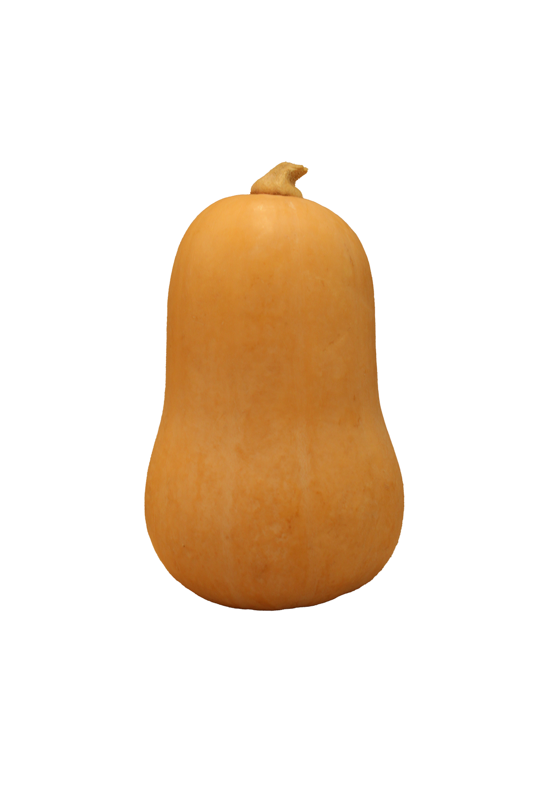 Squash.png