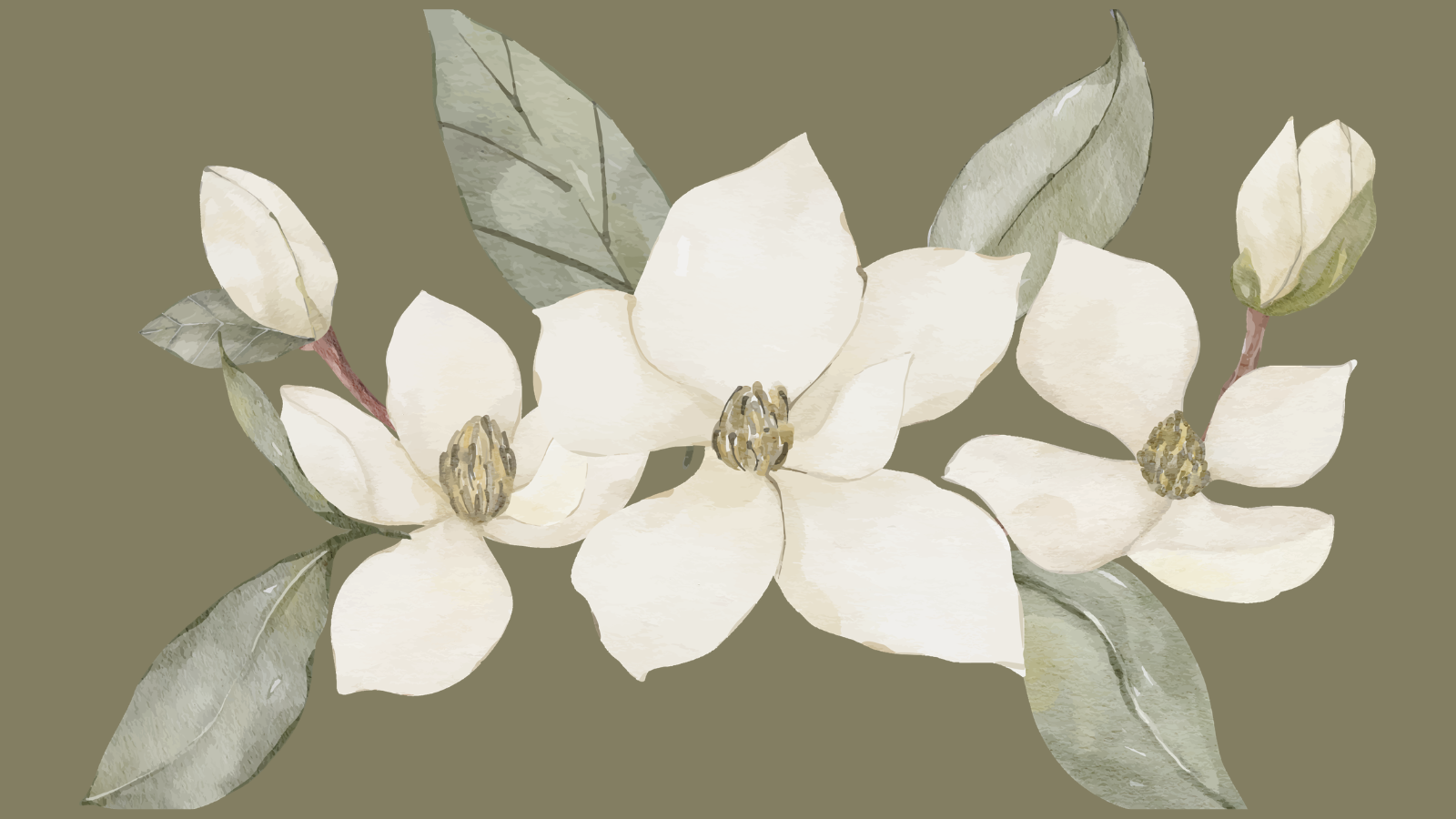 A watercolor painting of white magnolia flowers with green leaves on an olive green background.