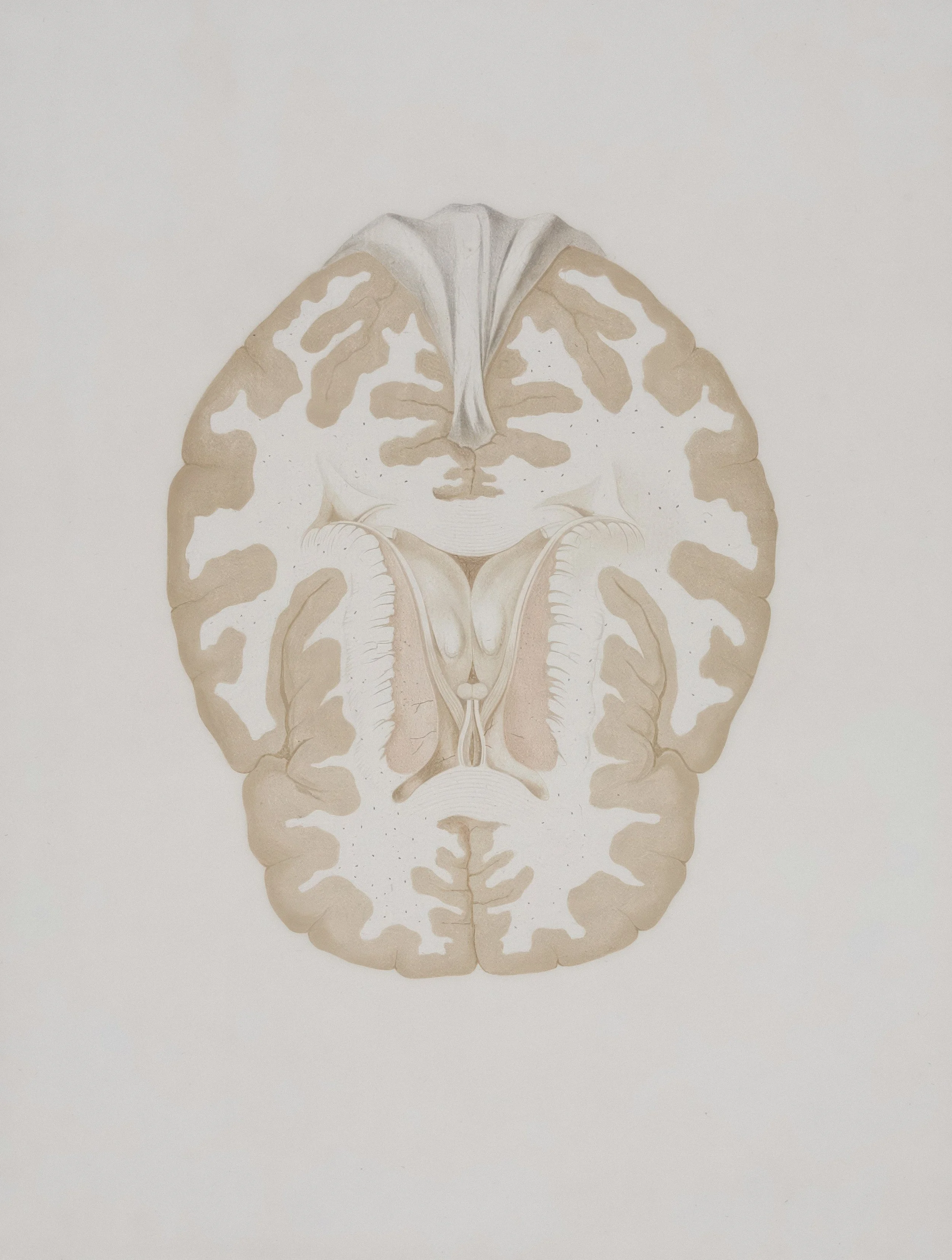 Illustration of a human brain viewed from the top, showing the cerebrum, cerebellum, and brainstem in neutral tones.