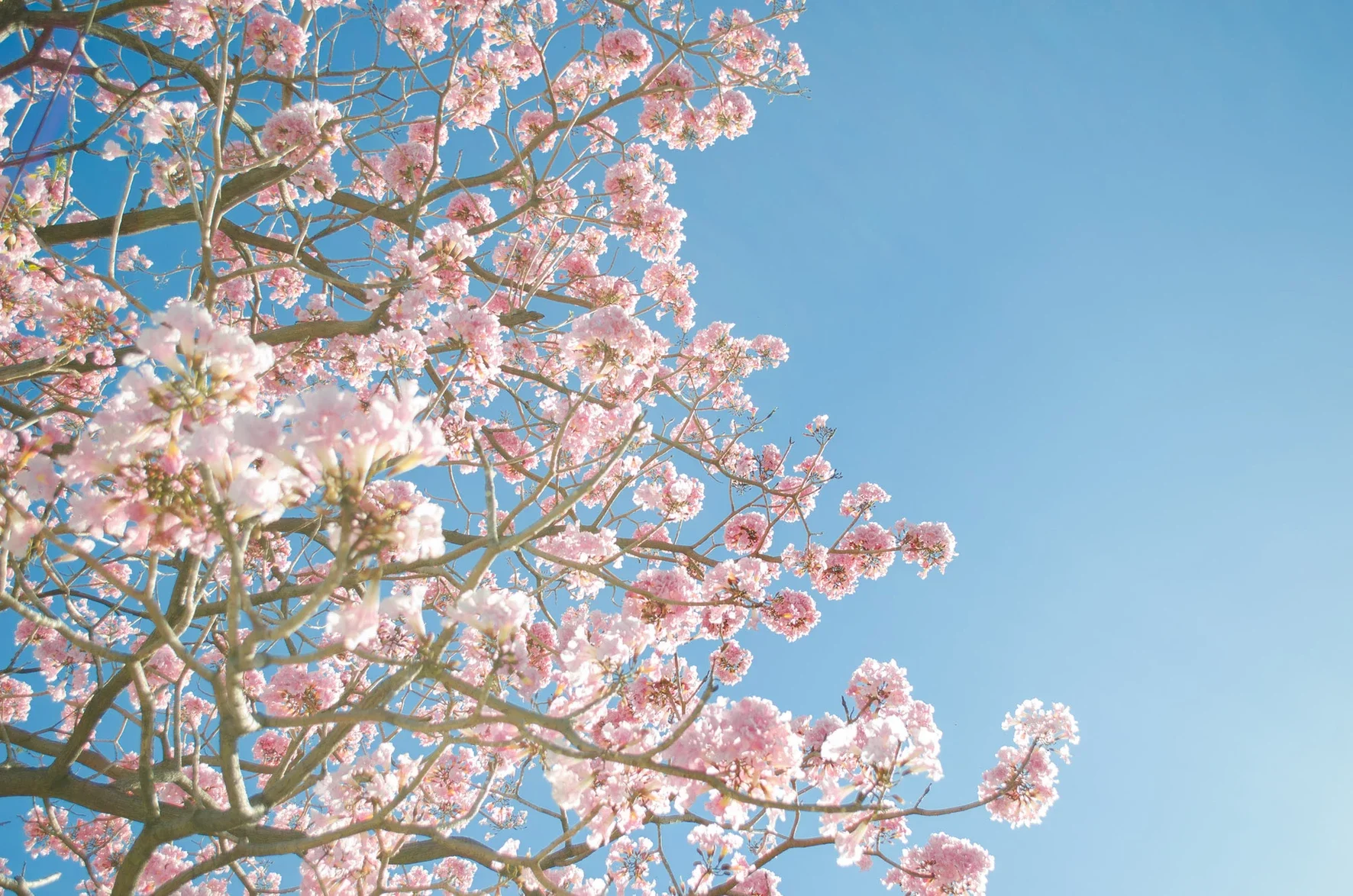 Cherry Blossoms tree against a beautiful blue sky
