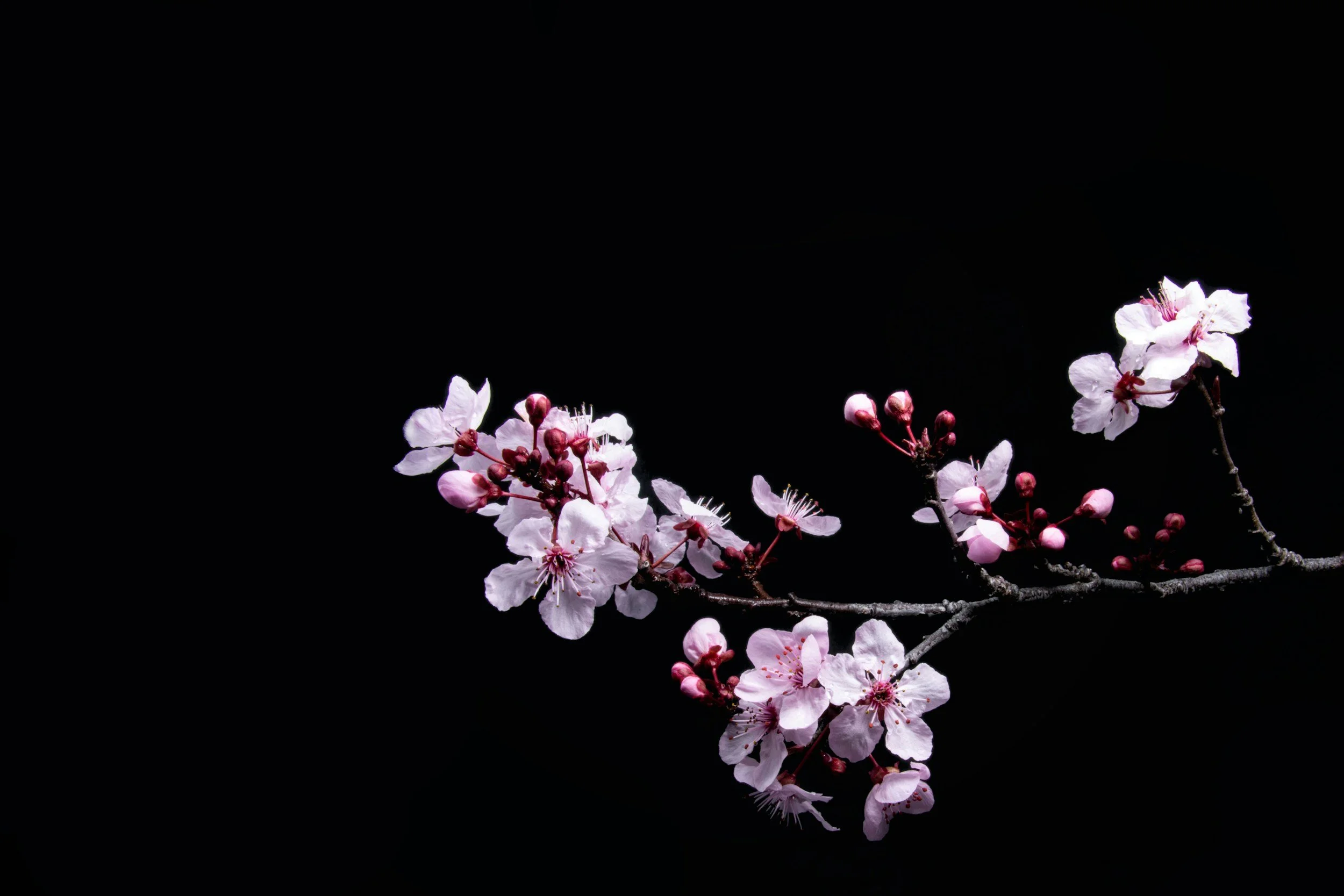 A branch of pink cherry blossoms against a black background.