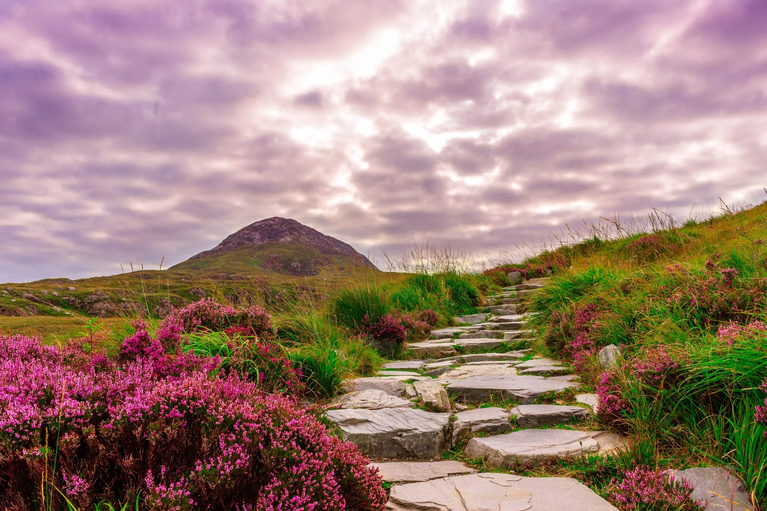 A stone pathway winding through a landscape of pink and purple blooming flowers on grassy hills, with a mountain in the background under a cloudy sky.