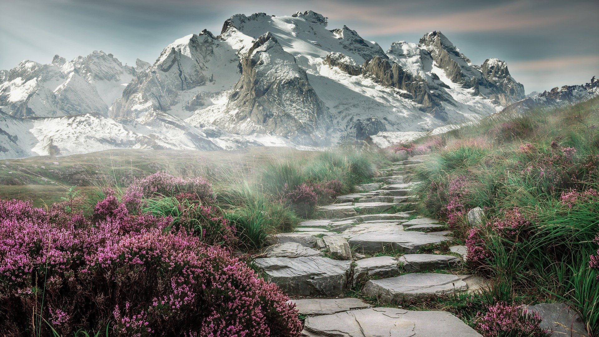 Camino de piedras entre arbustos de flores rosadas, con montañas nevadas al fondo bajo un cielo parcialmente nublado.