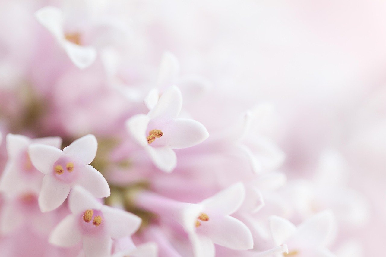Close-up of small white and pink flowers with yellow centers