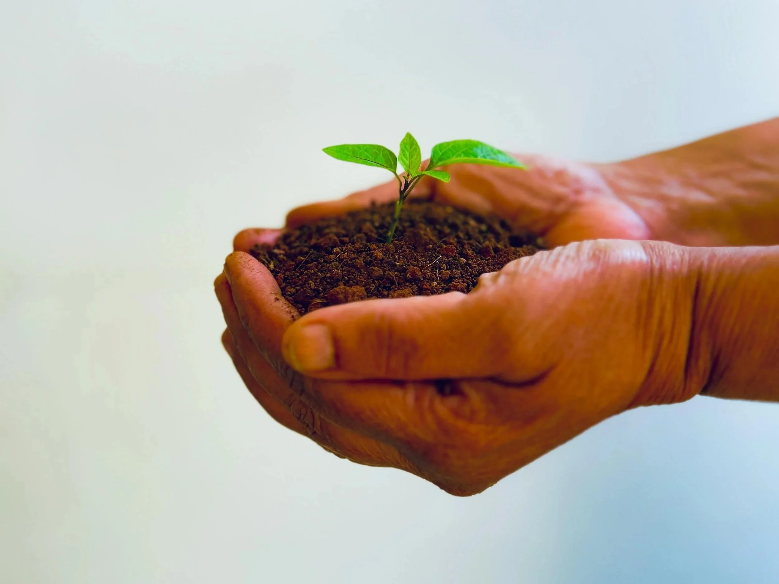 Hands holding a sprouting plant.