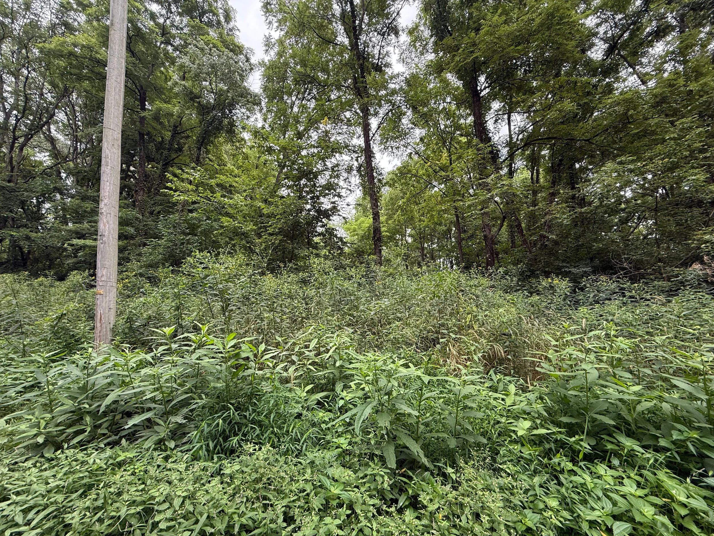 A wooded outdoor area with green foliage, trees, and tall grass, including a utility pole on the left side.