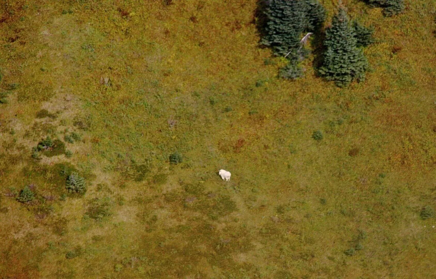 Aerial view of Alaska brown bear in grassy field spotted from float plane during training flight