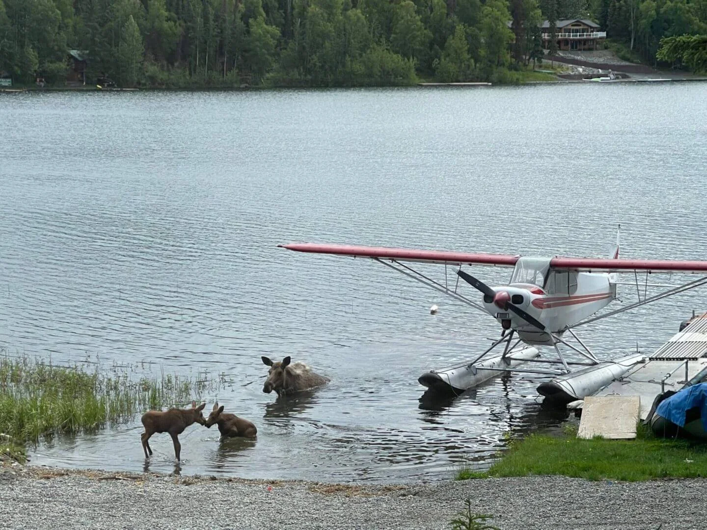 Moose wading in water near float plane, Alaska wildlife encounter during float training at Scout Lake