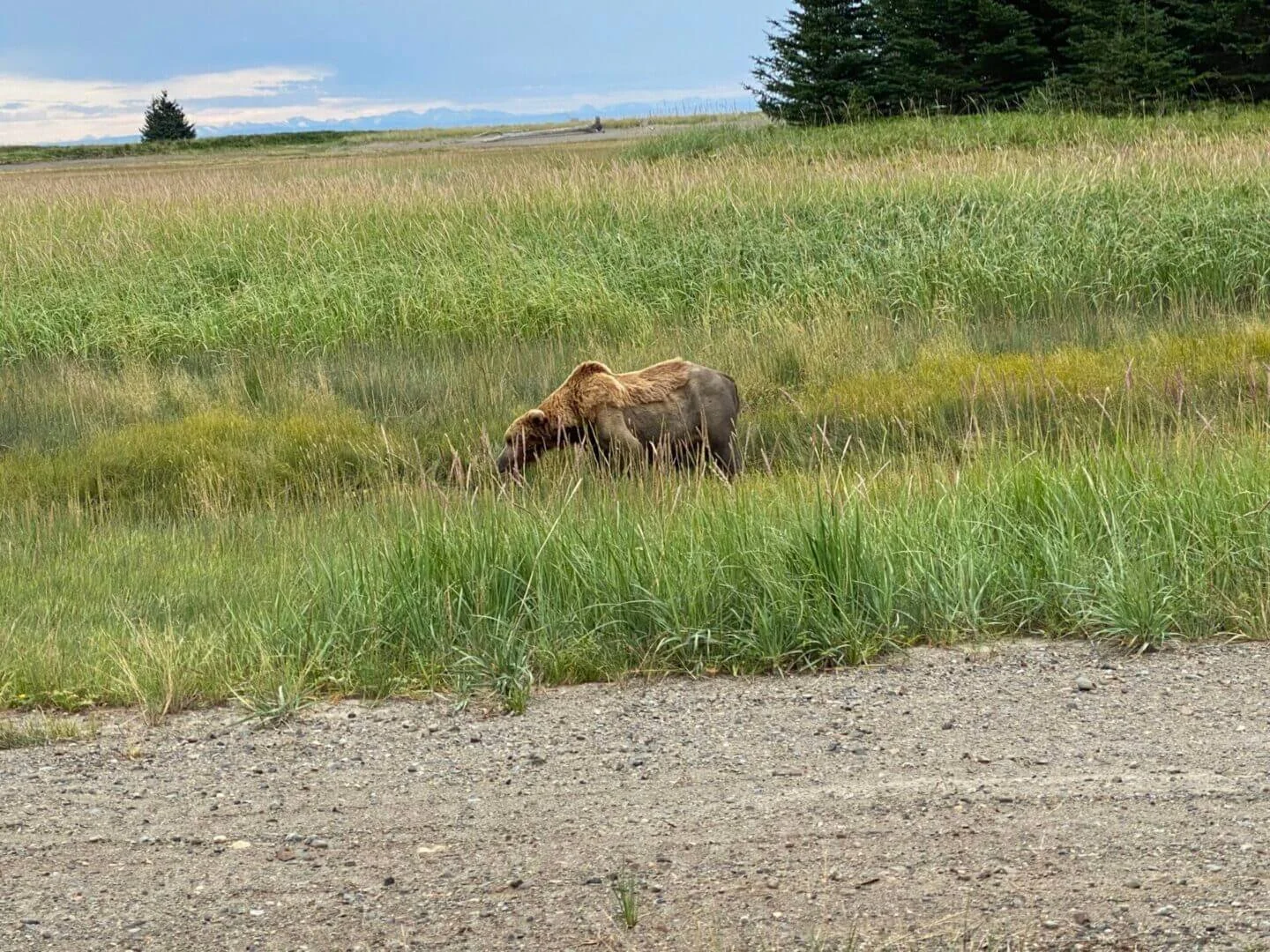 Moose grazing near road on Kenai Peninsula Alaska, local wildlife near float training base