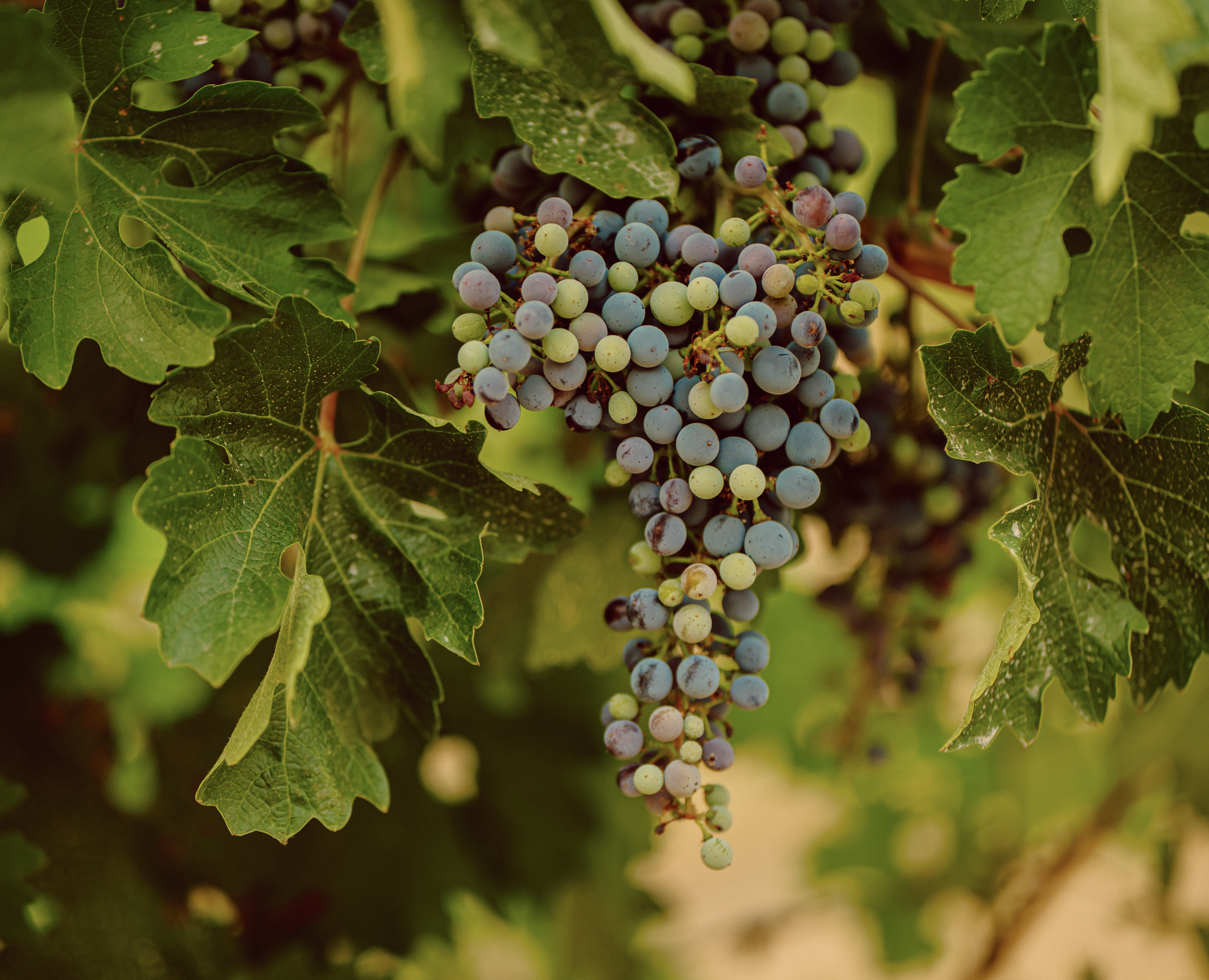 Screenshot 2025-06-21 at 6.20.03 PM.png