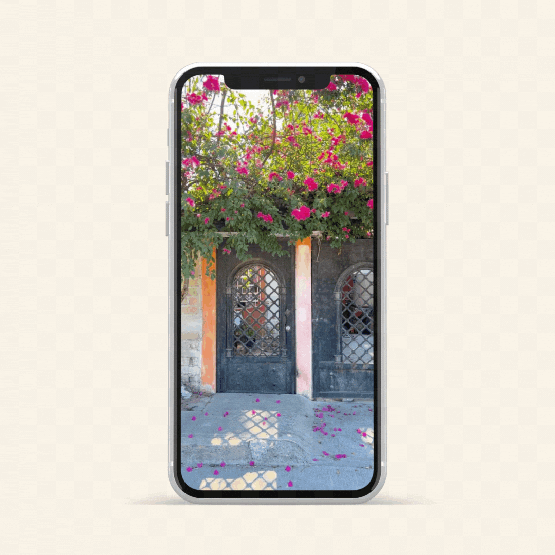 Smartphone displaying a photo of a brick wall with a black wrought iron gate, pink flowers and green foliage on top, with pink petals on the sidewalk.