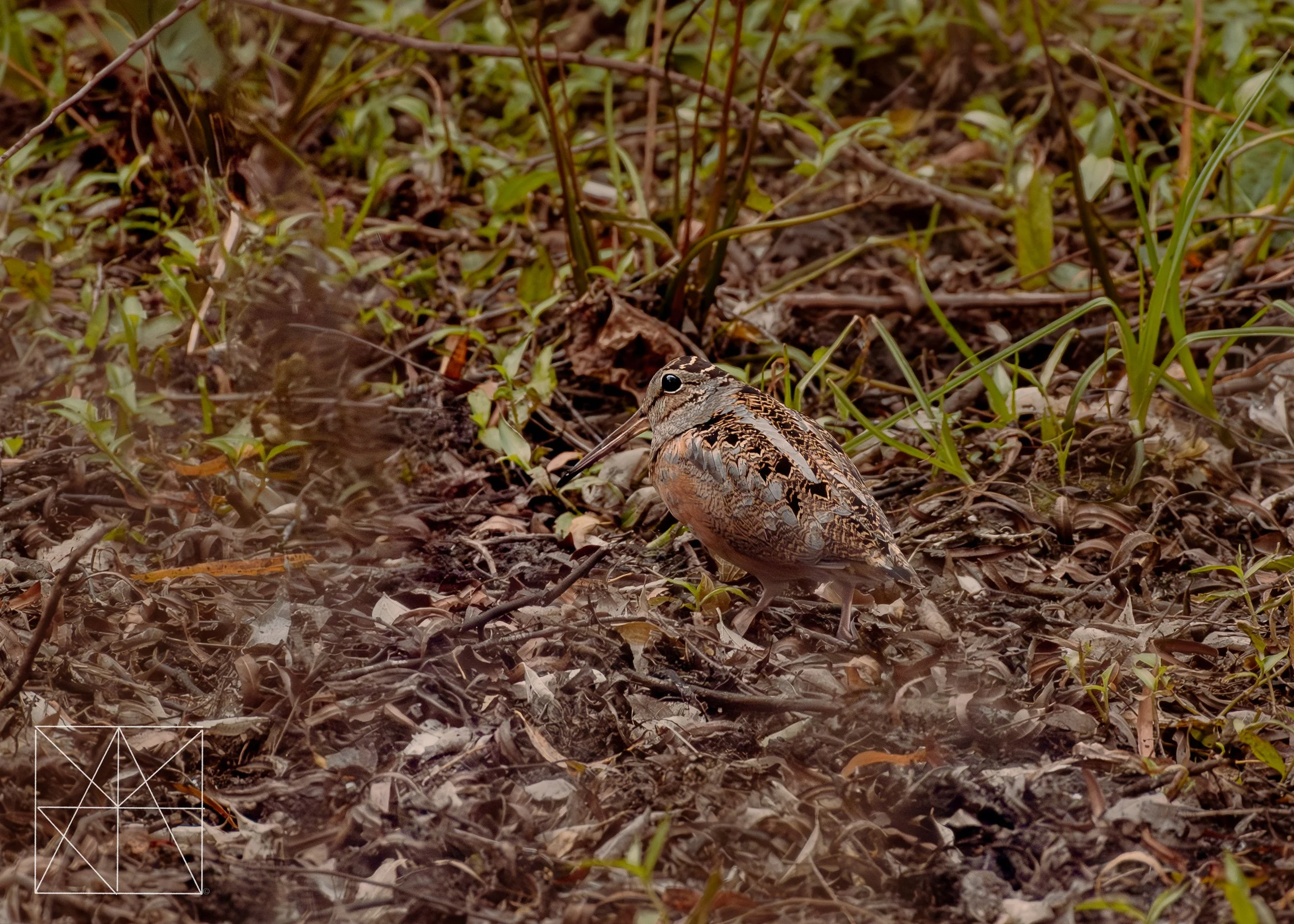 woodcock raymondville (4 of 4).jpg